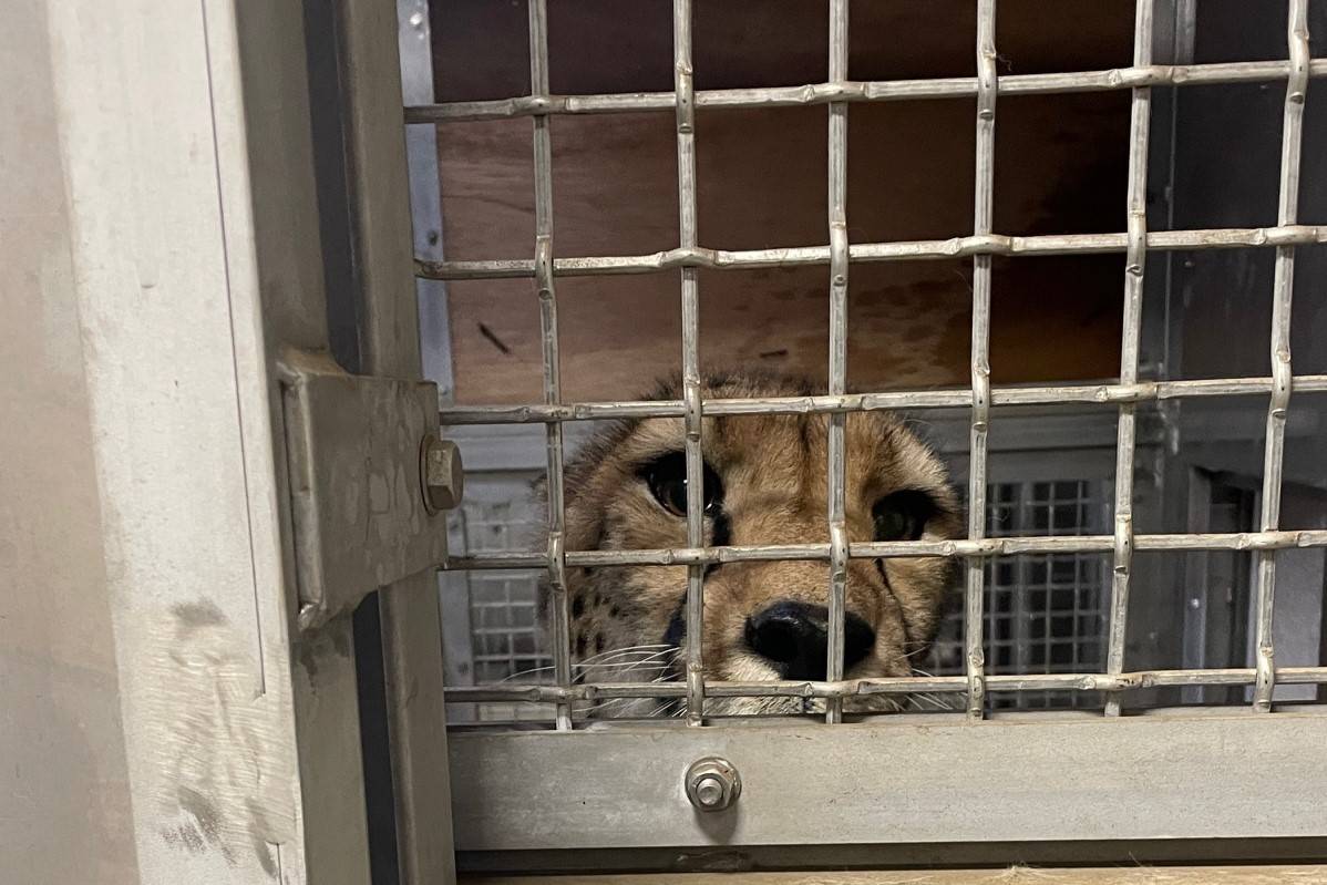 目をそらしてくれないサハラ