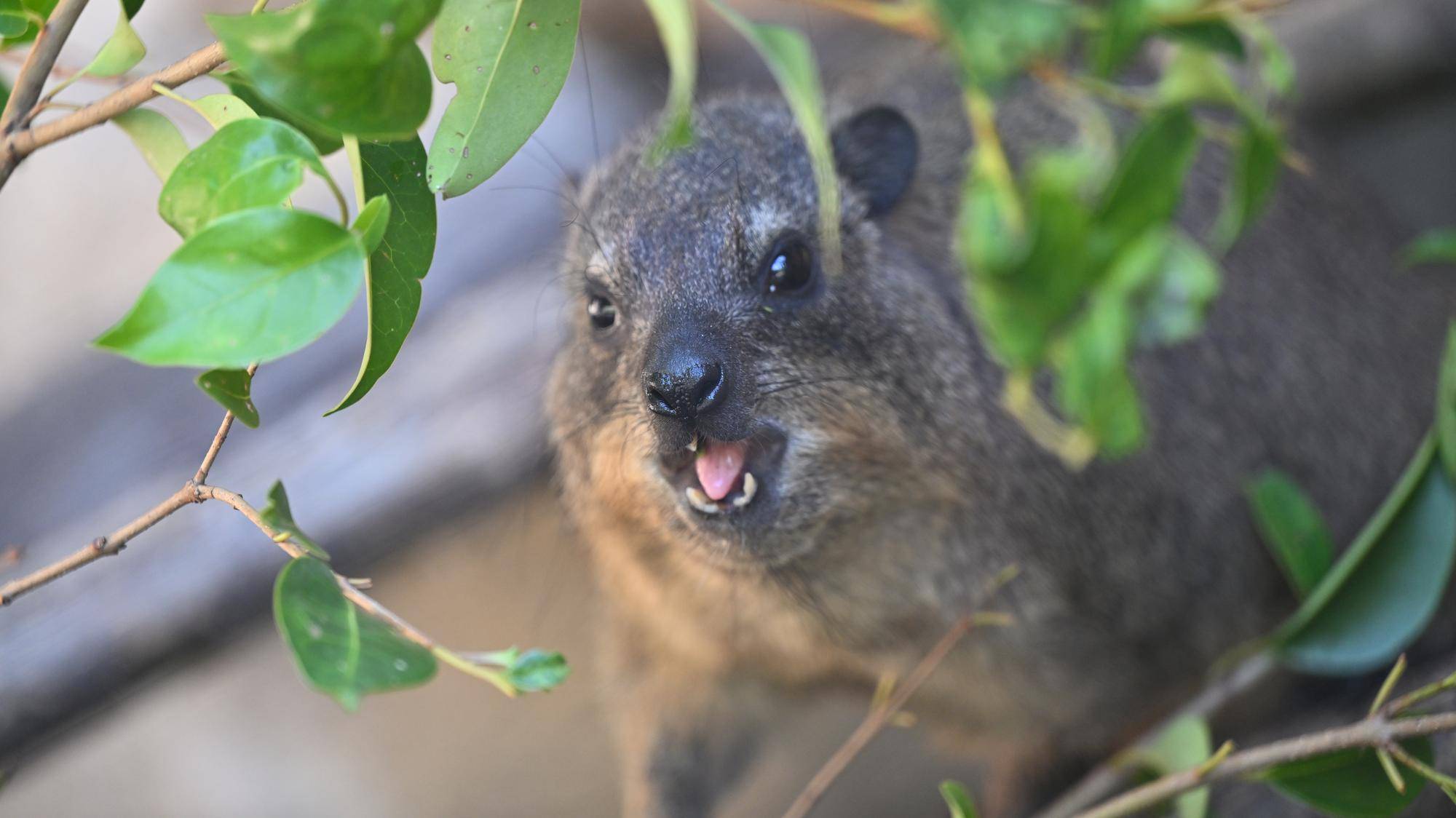 木の葉を食べるベイク3