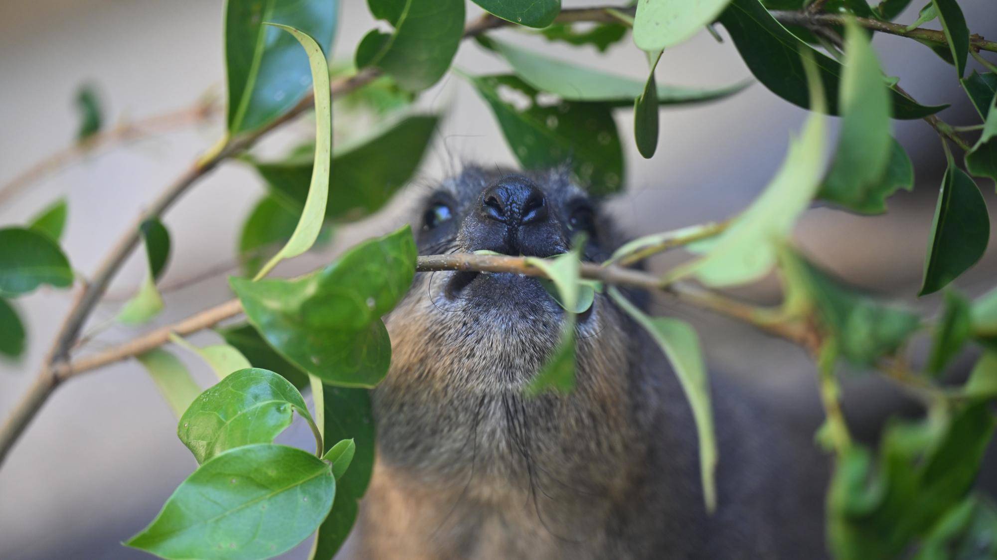 木の葉を食べるベイク2