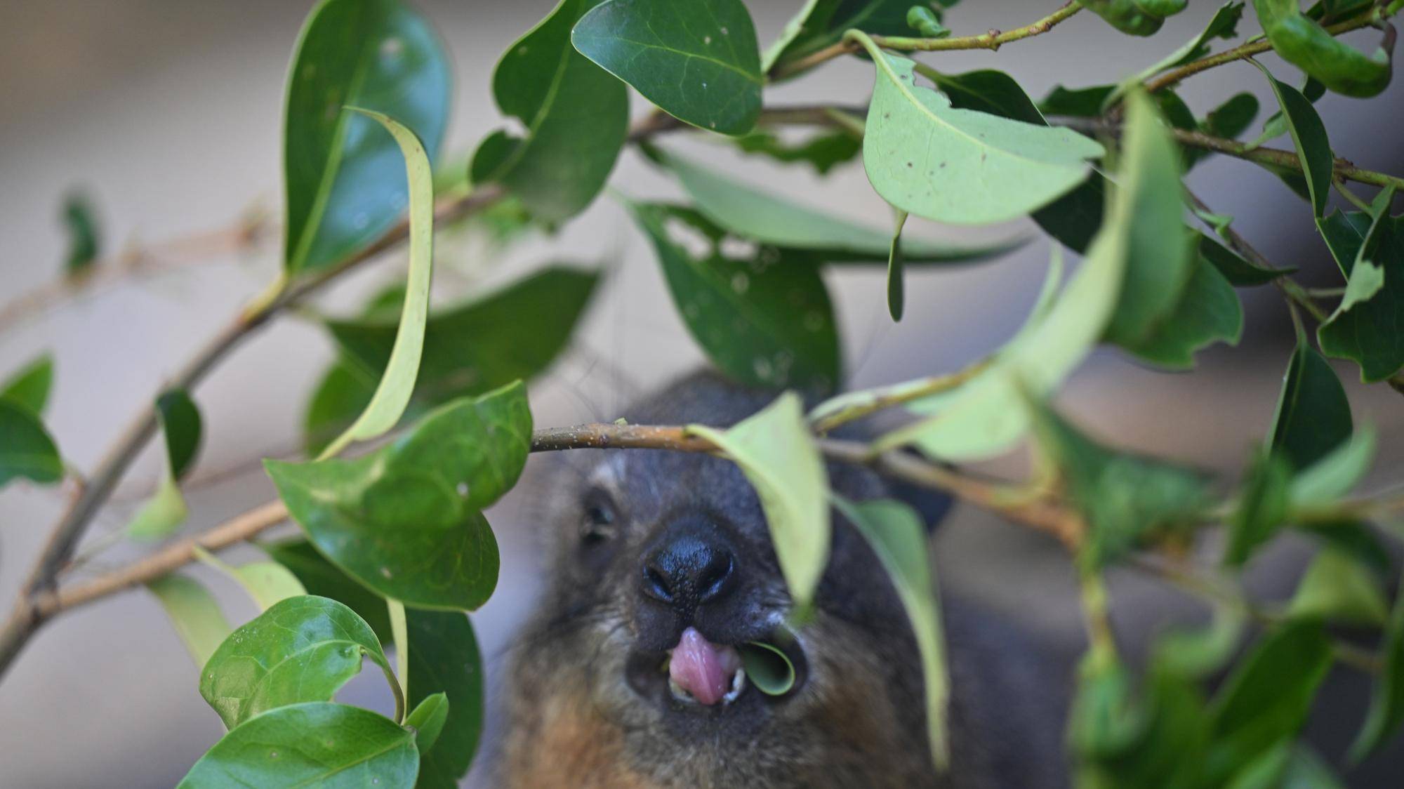 木の葉を食べるベイク