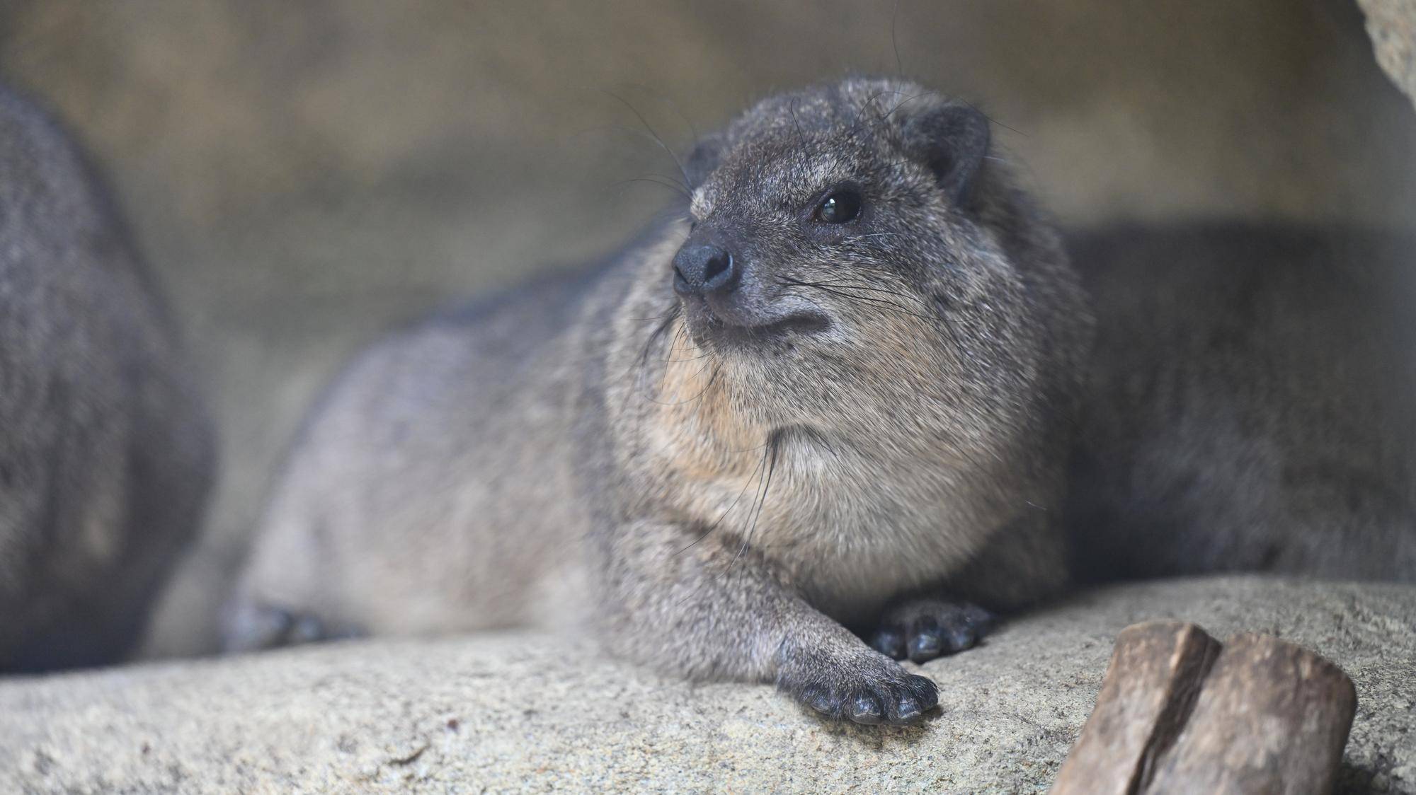 あくび後満足そうな顔のテテ