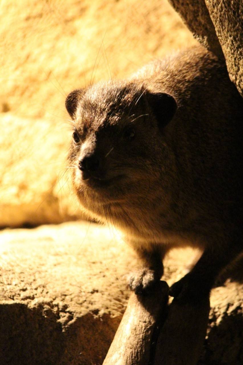 ハイラックス　３