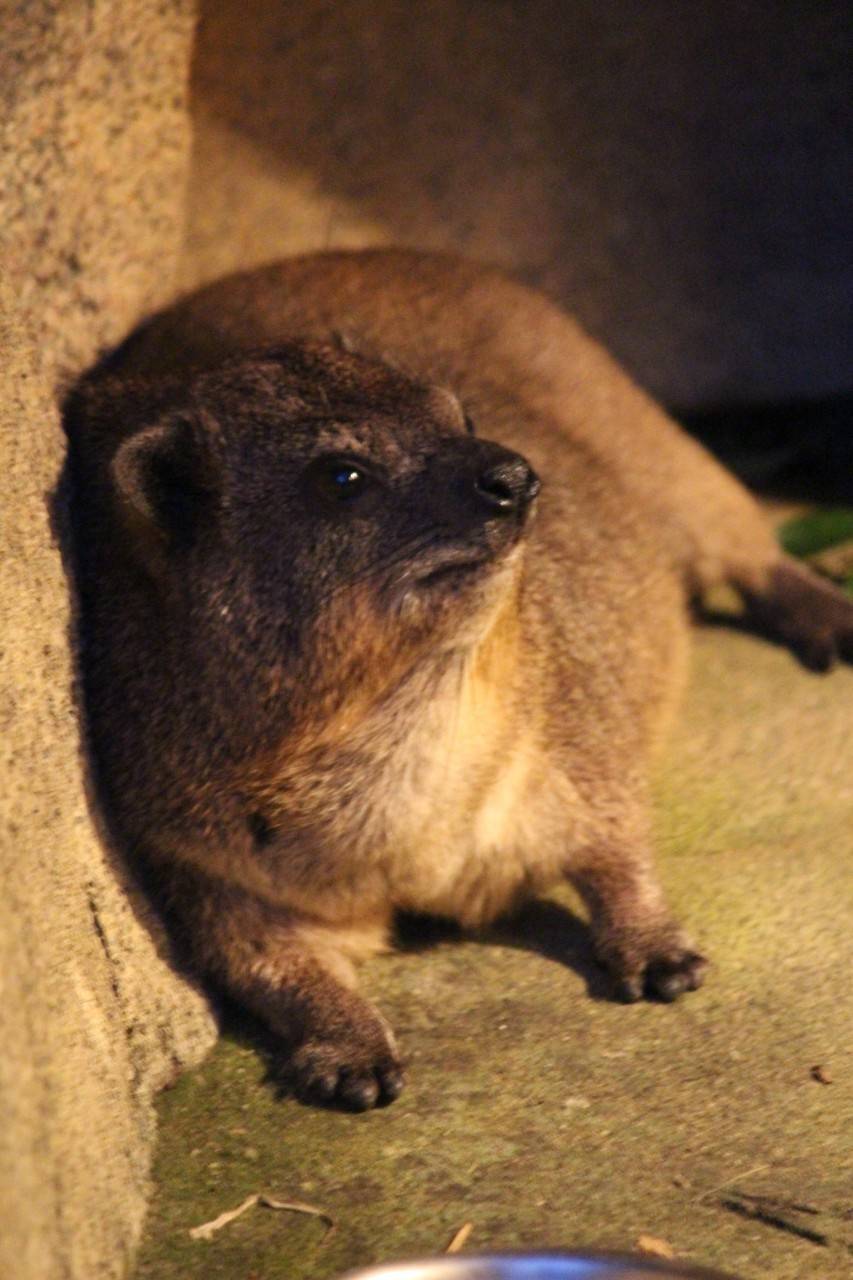 ハイラックス　ナイト１