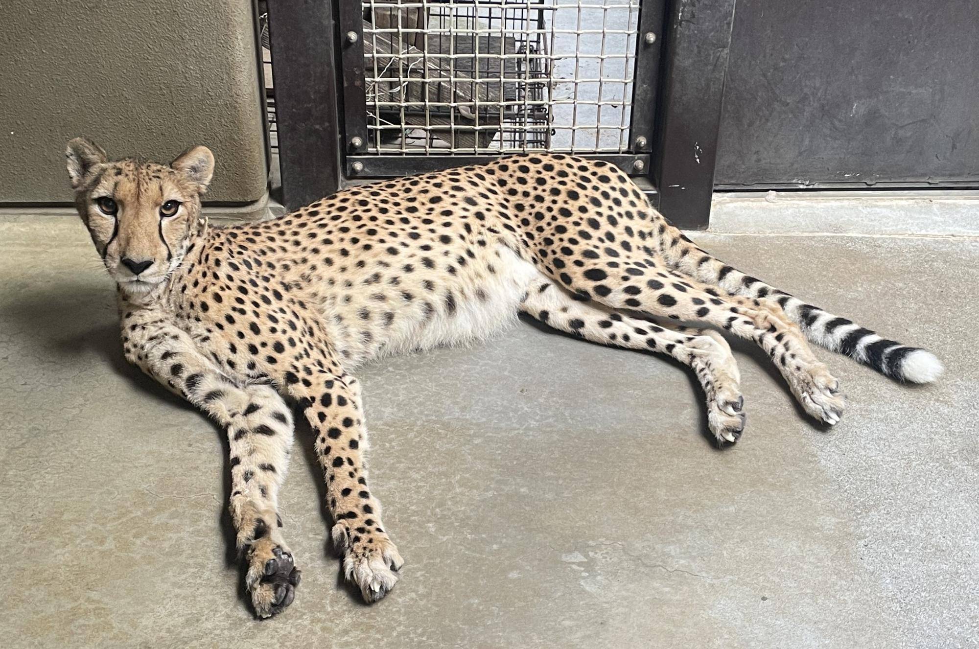 夕方、おやすみモードのサハラ