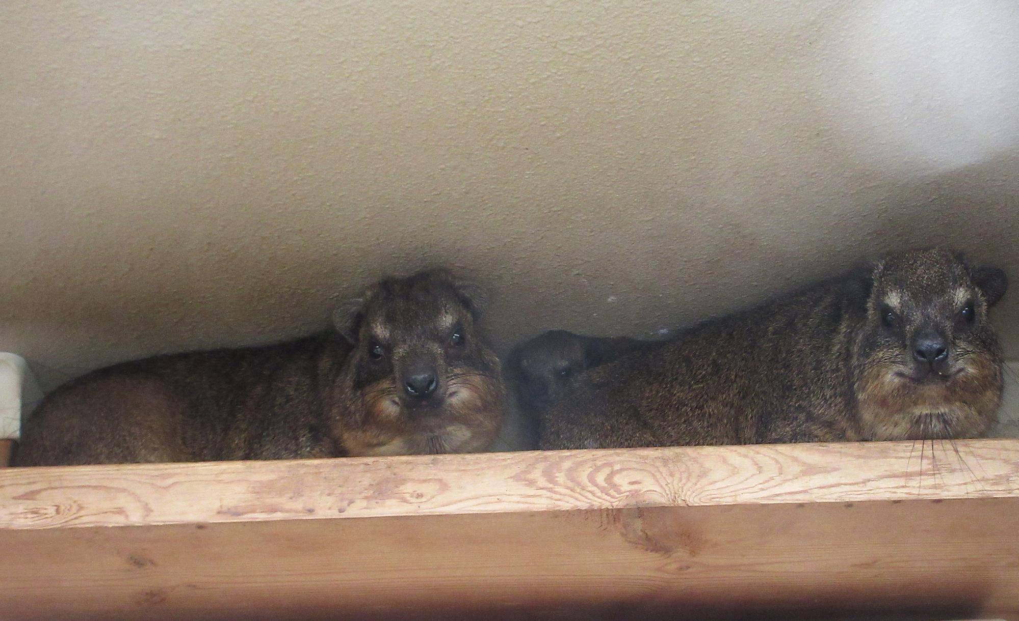 ケープハイラックス親子