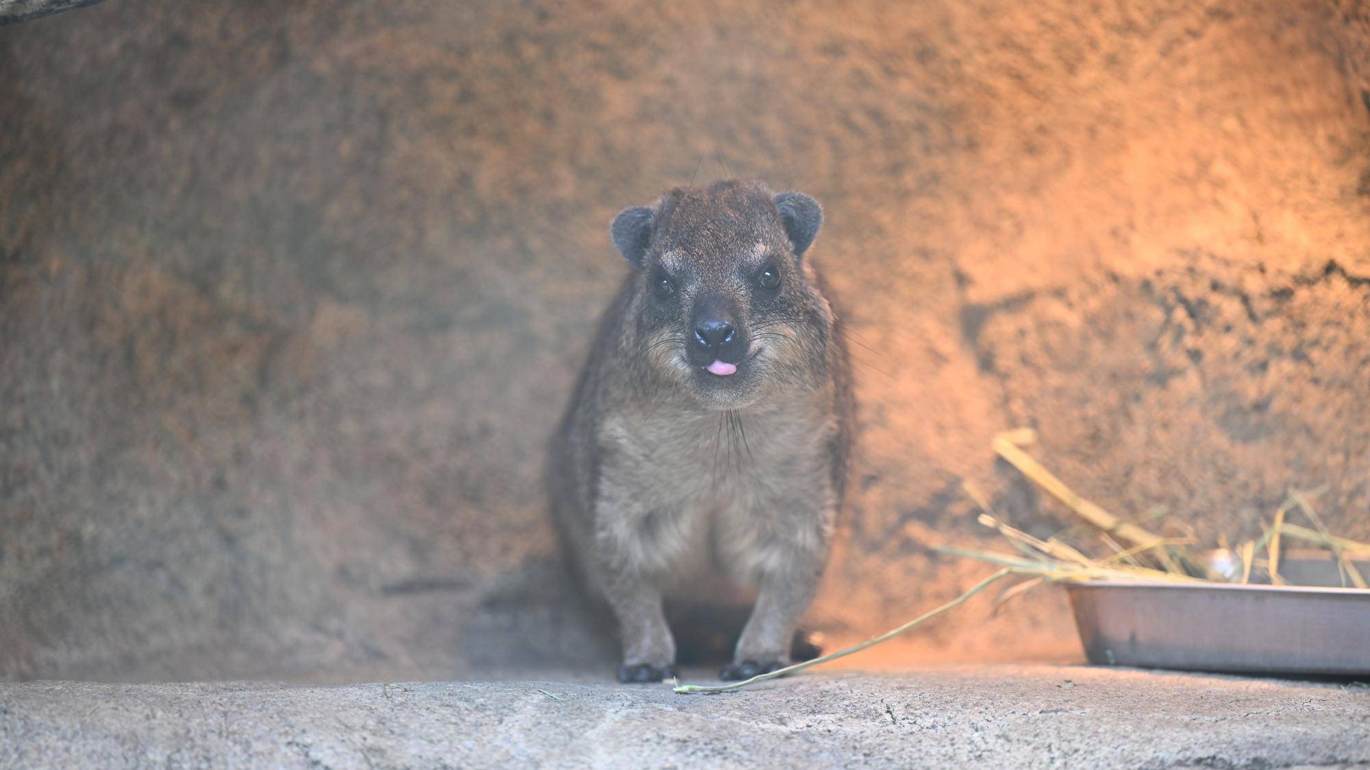 下が出ているこがね