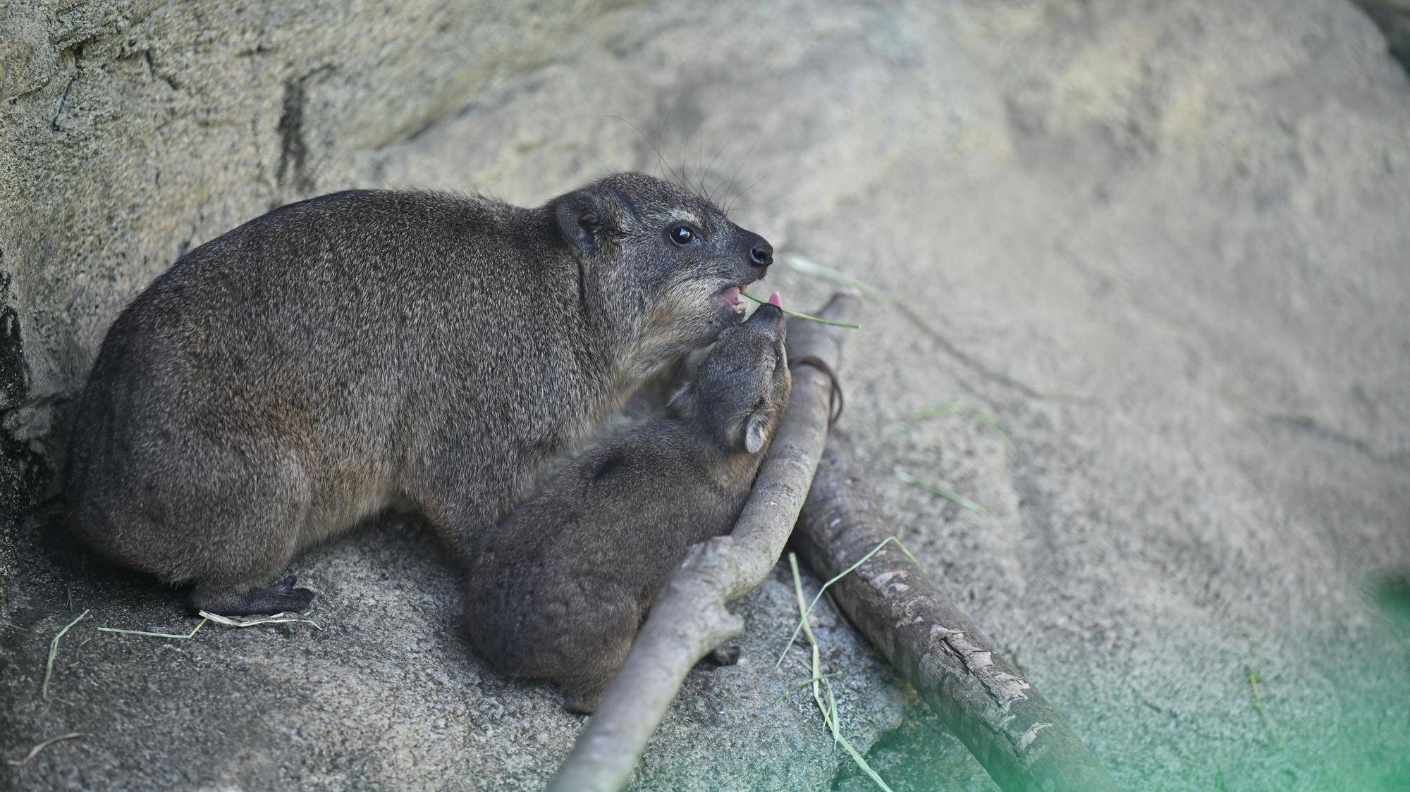 子どもの相手をするベイク