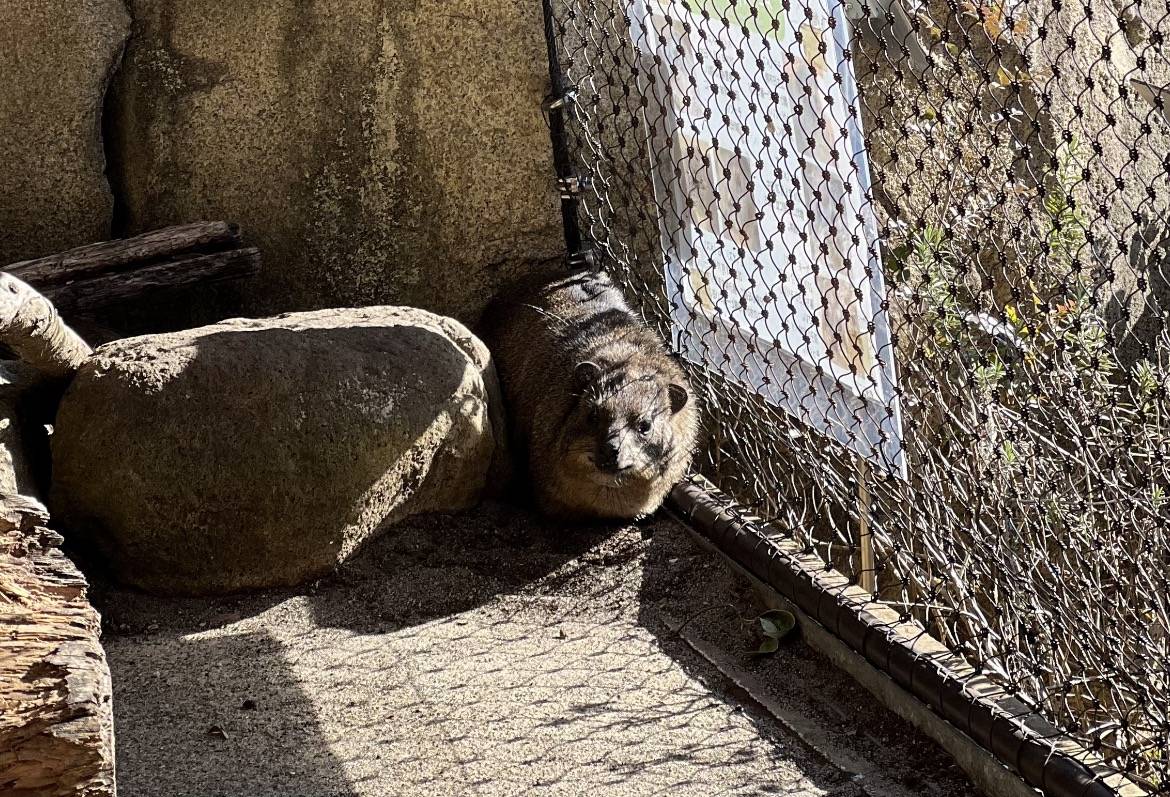 日向ぼっこをするベイク
