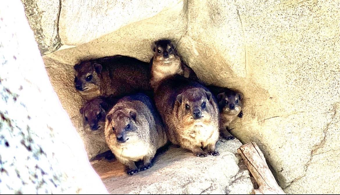 おしくらまんじゅうなハイラックスたち