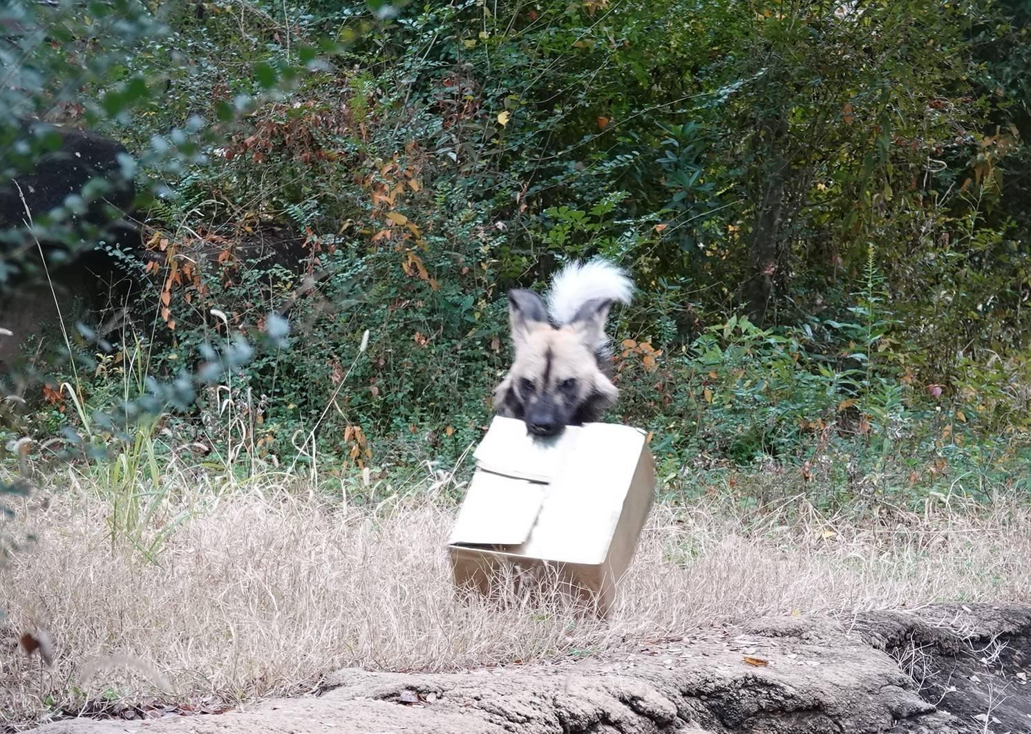 2 箱をくわえるニコ.jpg