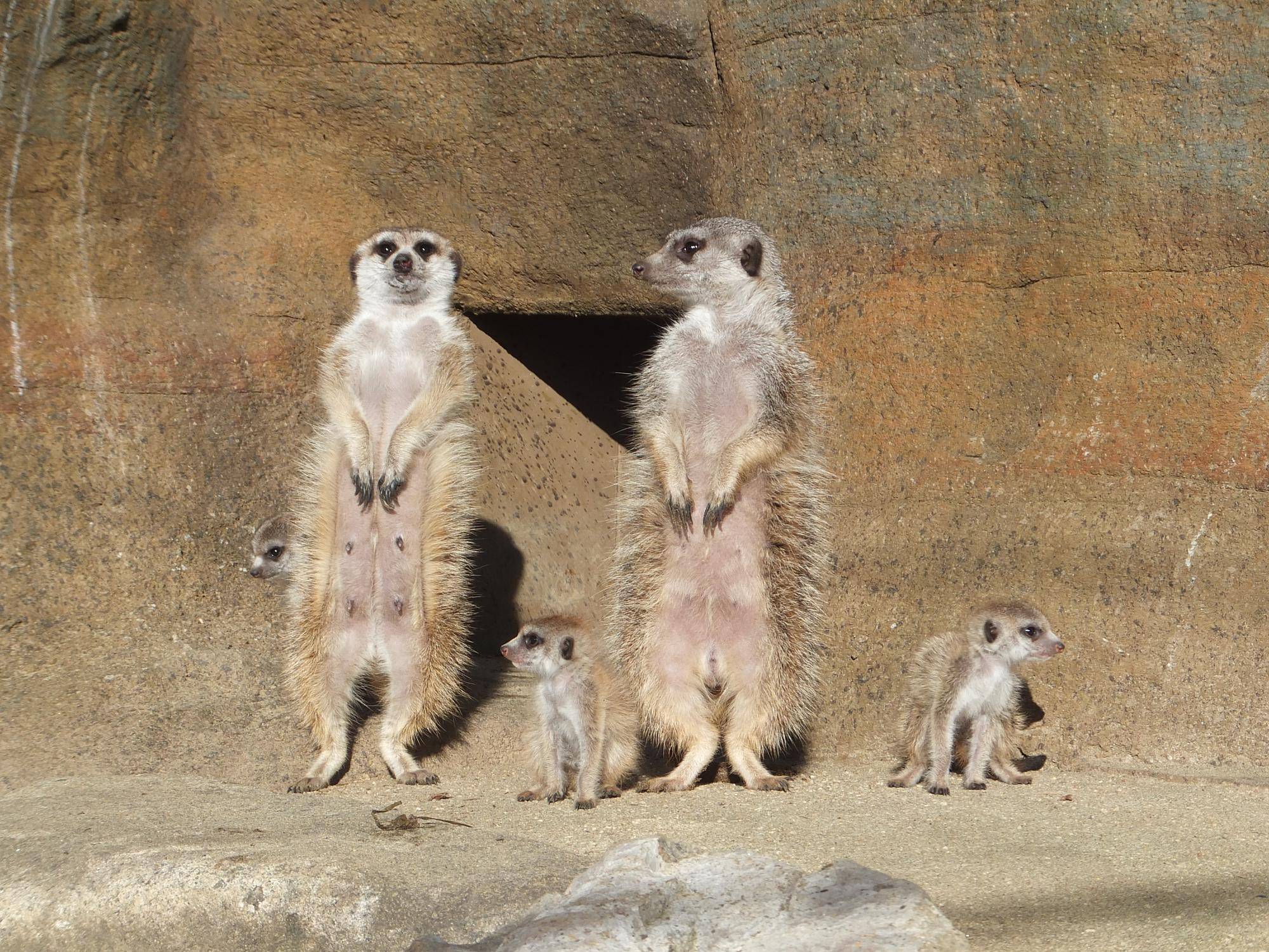 2015年ごろ、アミ(左の大きな個体)と子供たち