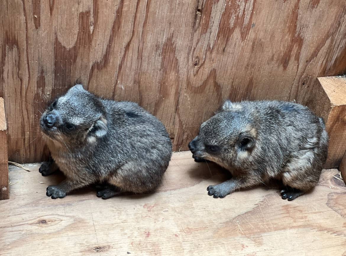 生まれたてハイラックス