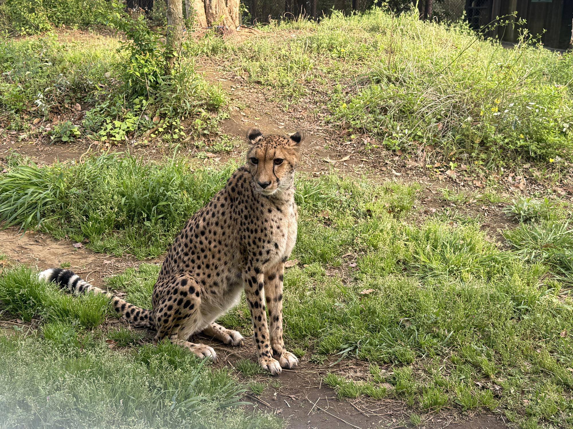 【飼育日誌】20260715:チーターの展示について (4).jpg
