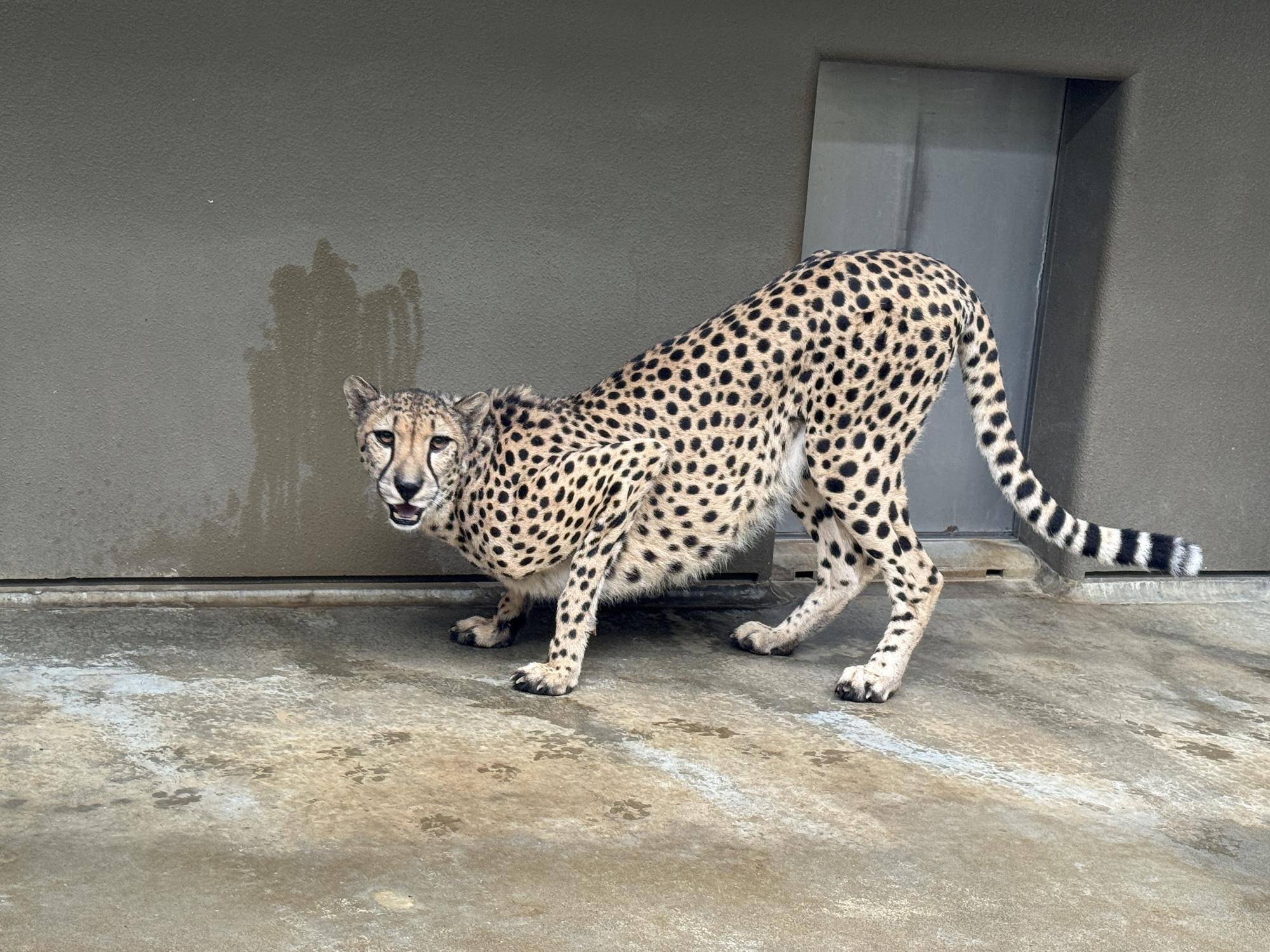 【飼育日誌】20260710:チーターたち (6).jpg