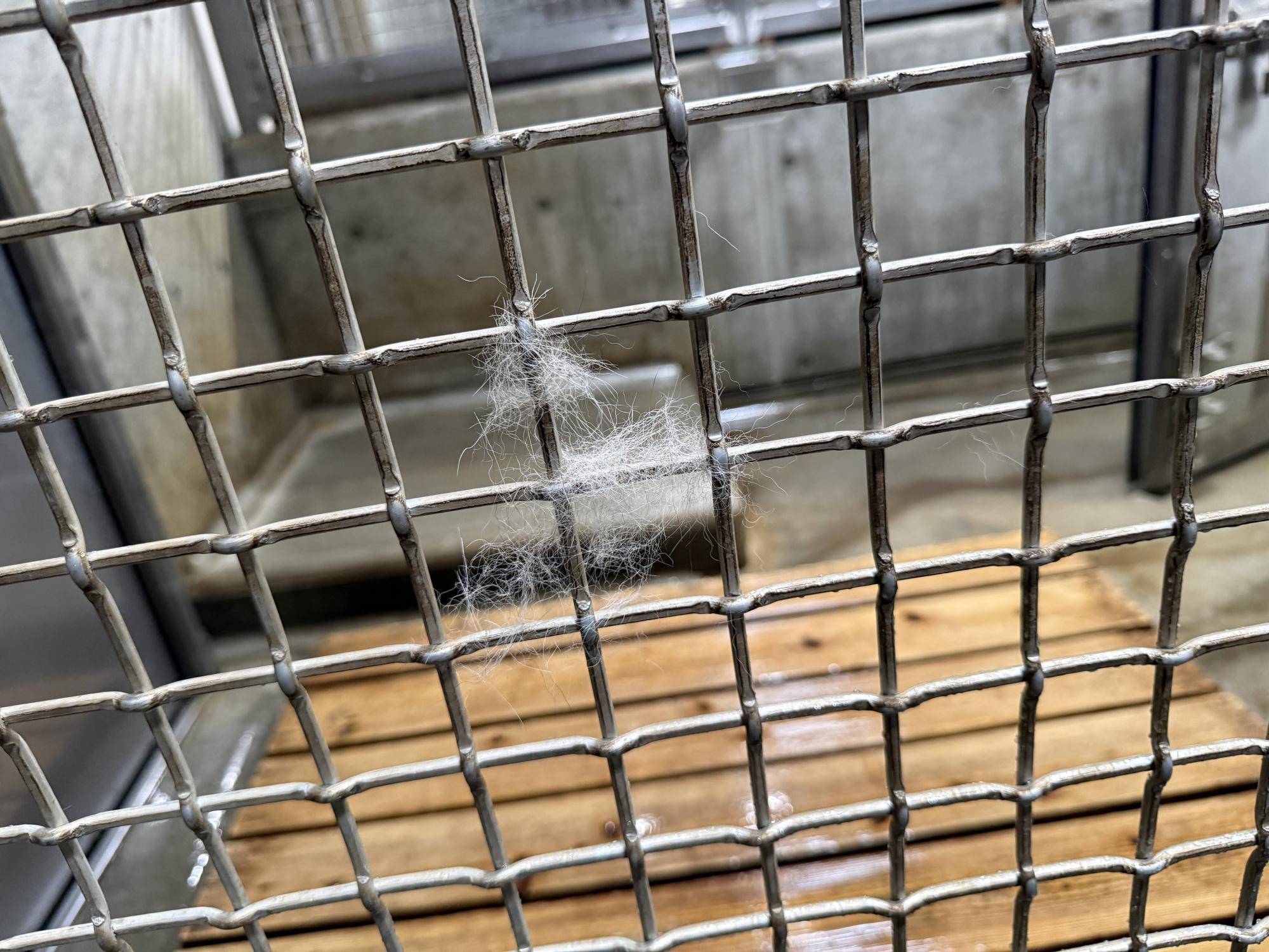 【飼育日誌】20260710:チーターたち (7).jpg
