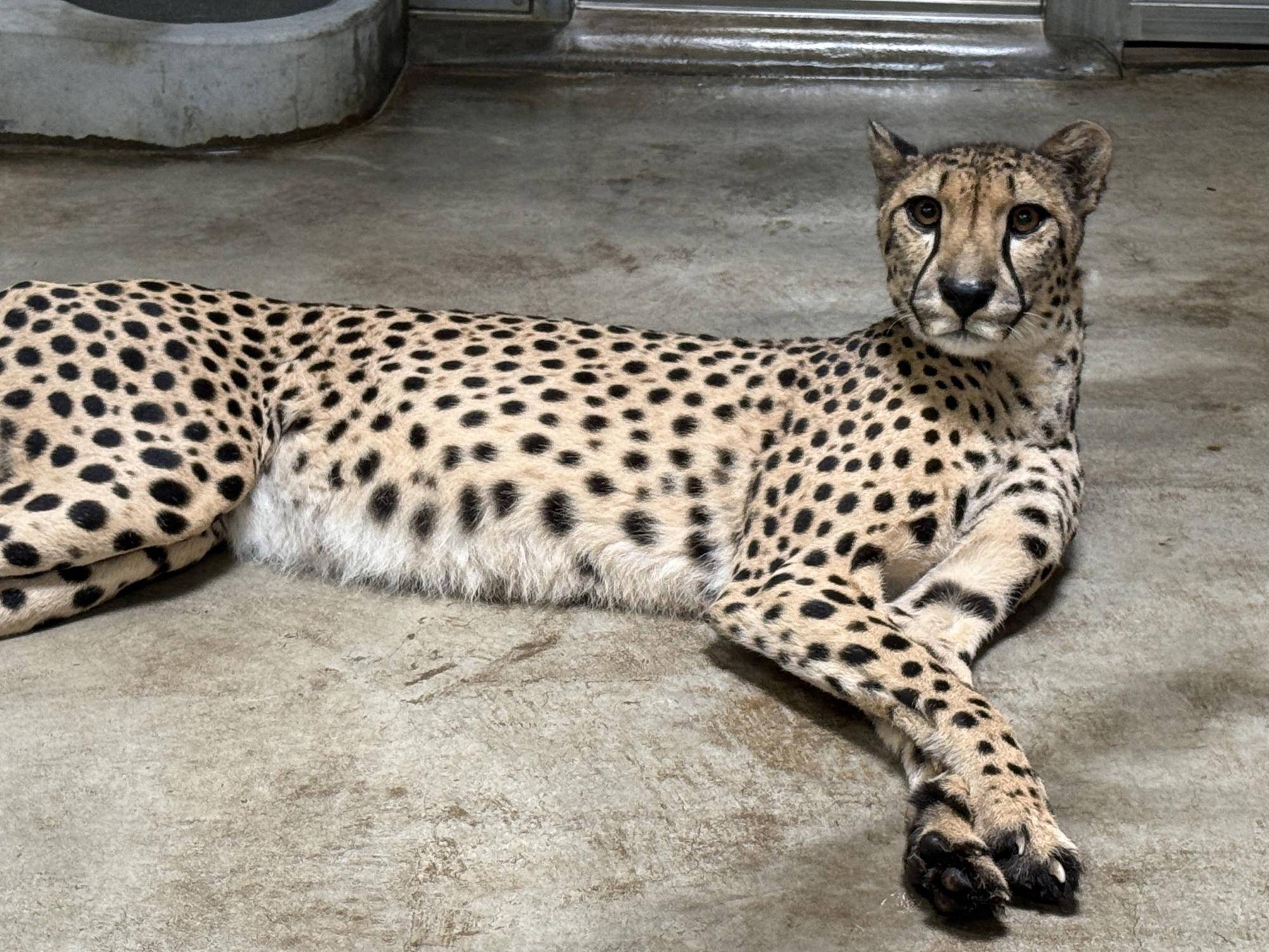 【飼育日誌】20260710:チーターたち.jpg