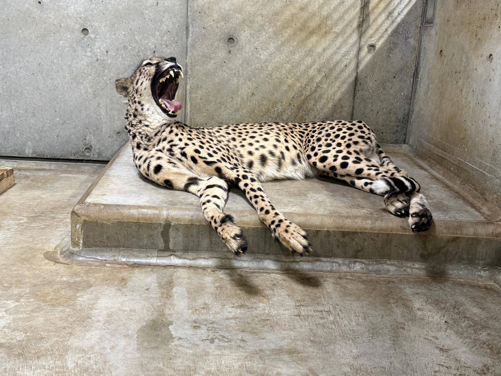 【飼育日誌】20260715:チーターの展示について (7).jpg