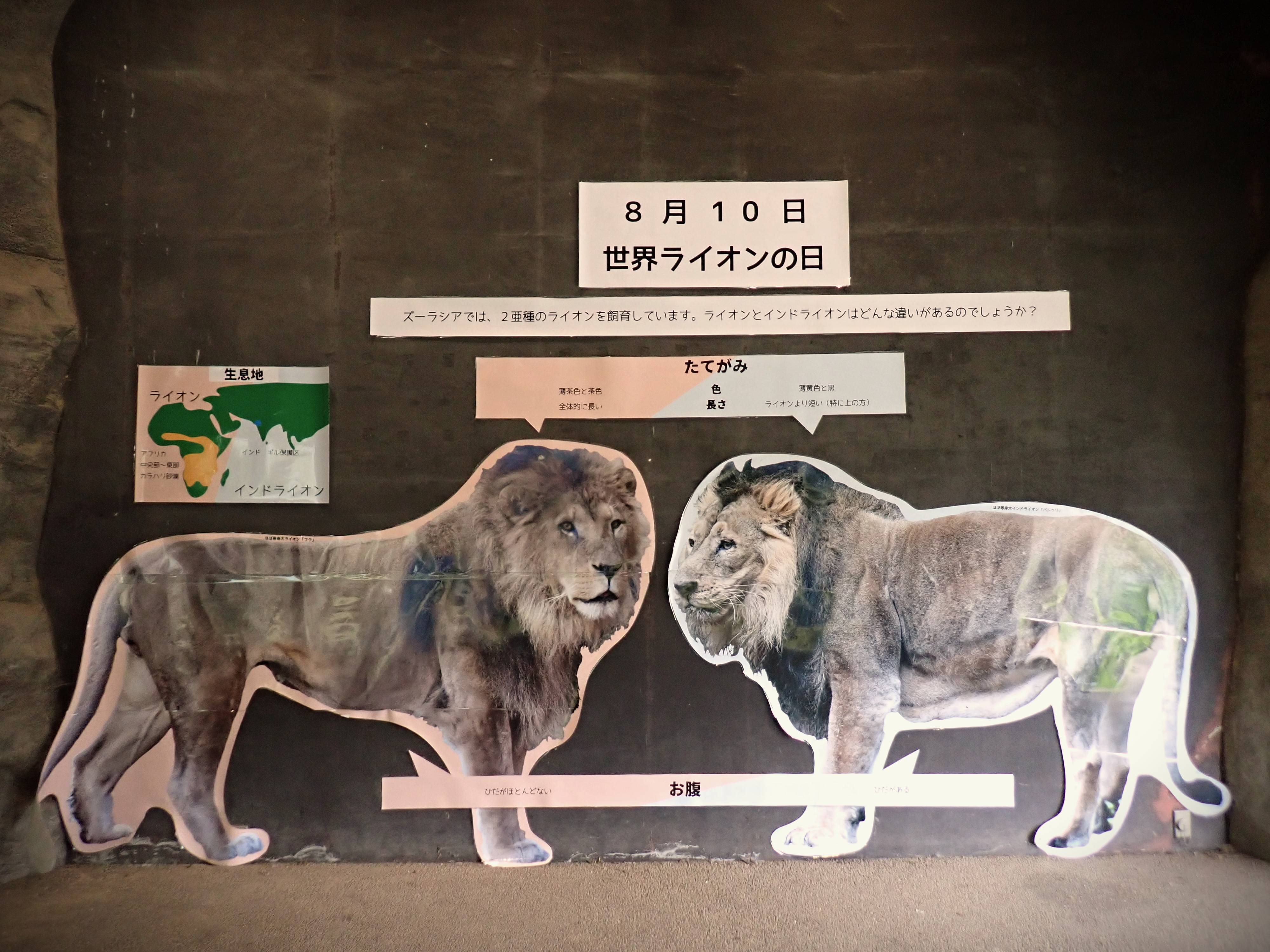 世界ライオンの日過去写真.jpg