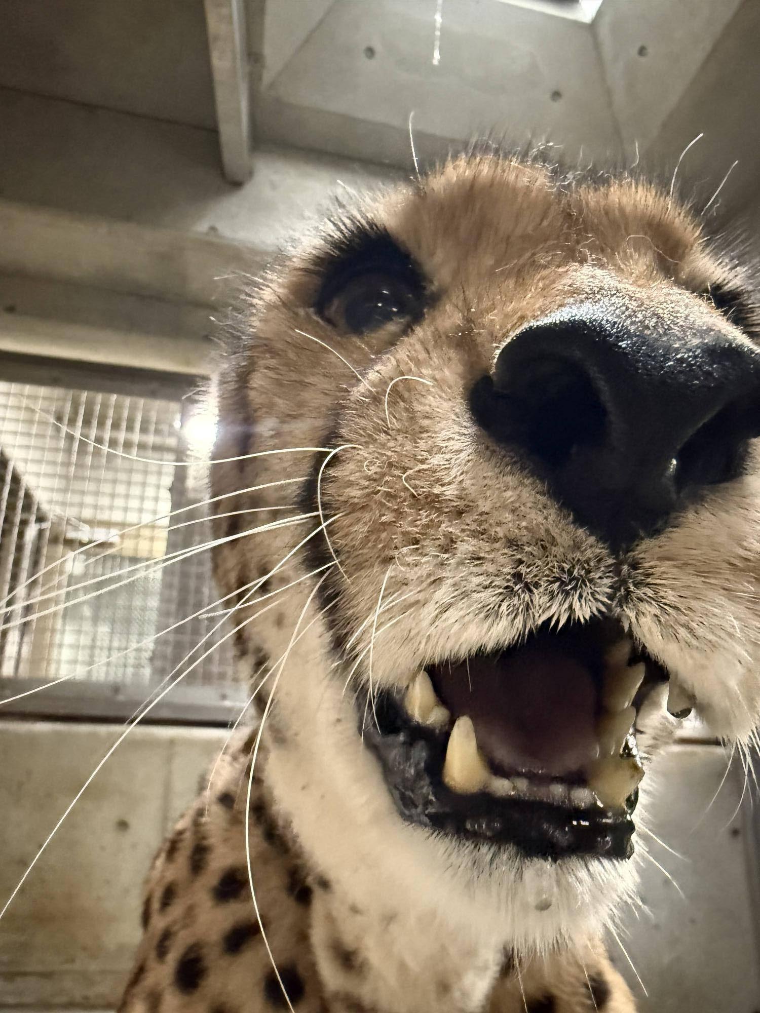 【飼育日誌】20260710:チーターたち (3).jpg