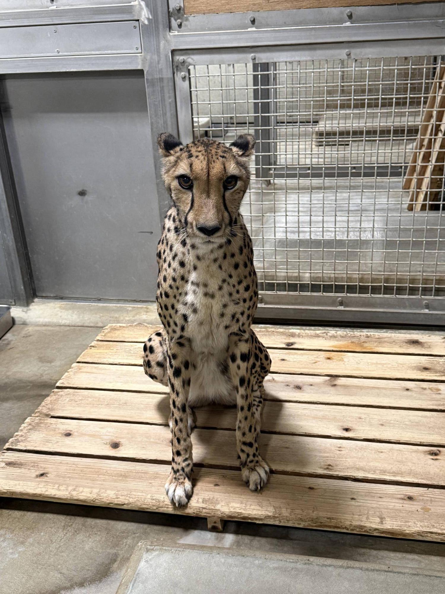 【飼育日誌】20260710:チーターたち (2).jpg