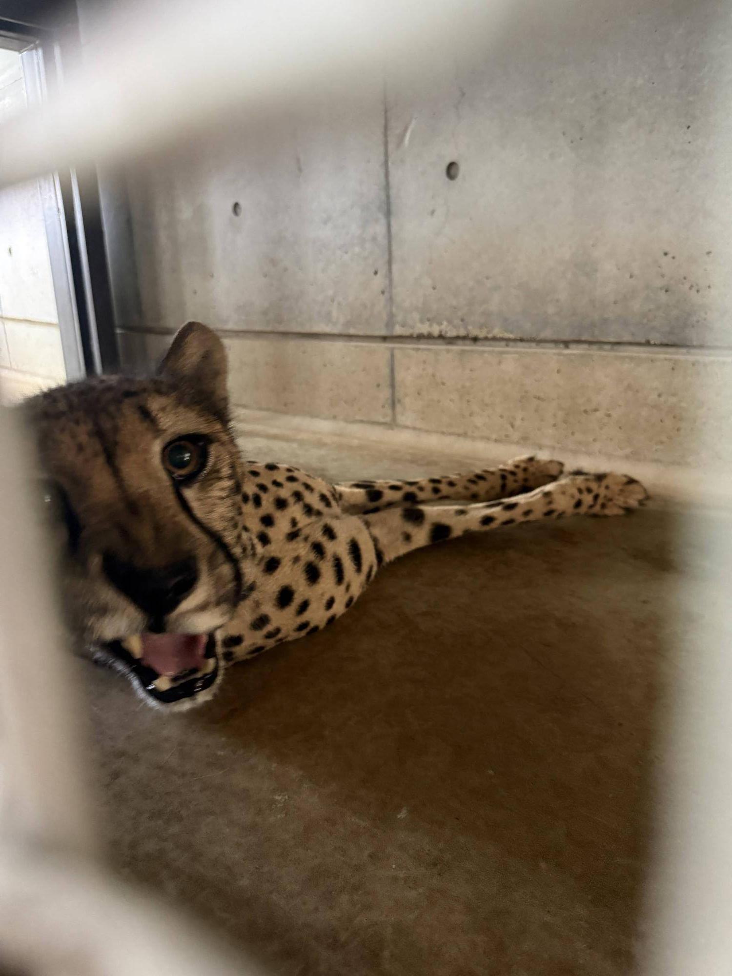 【飼育日誌】20260710:チーターたち (8).jpg
