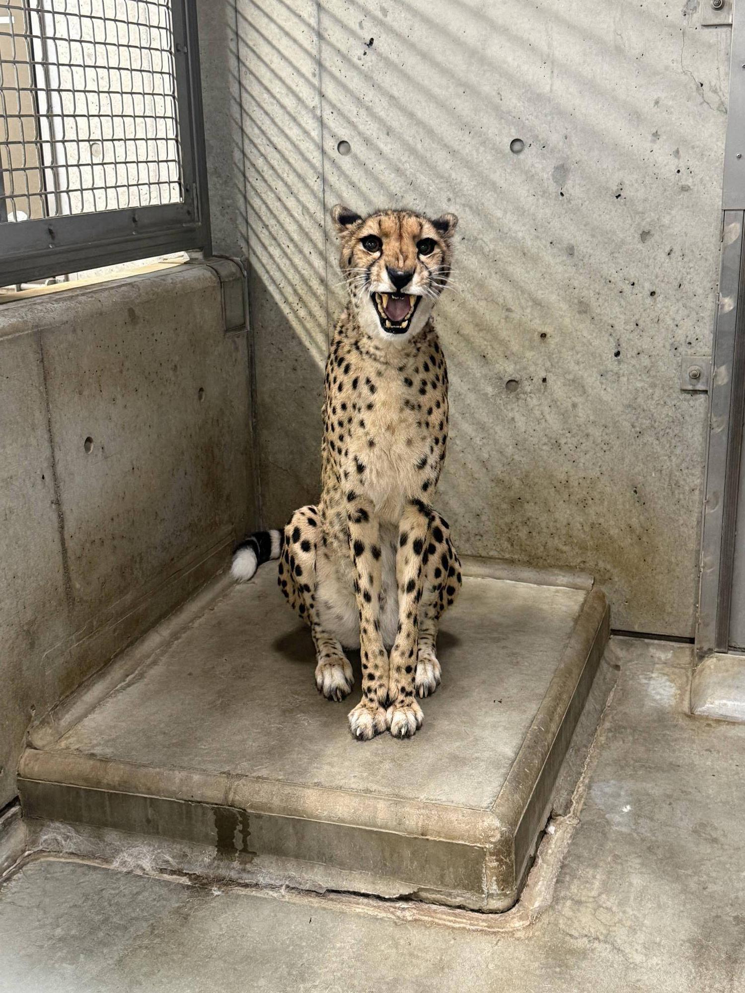 【飼育日誌】20260710:チーターたち (4).jpg