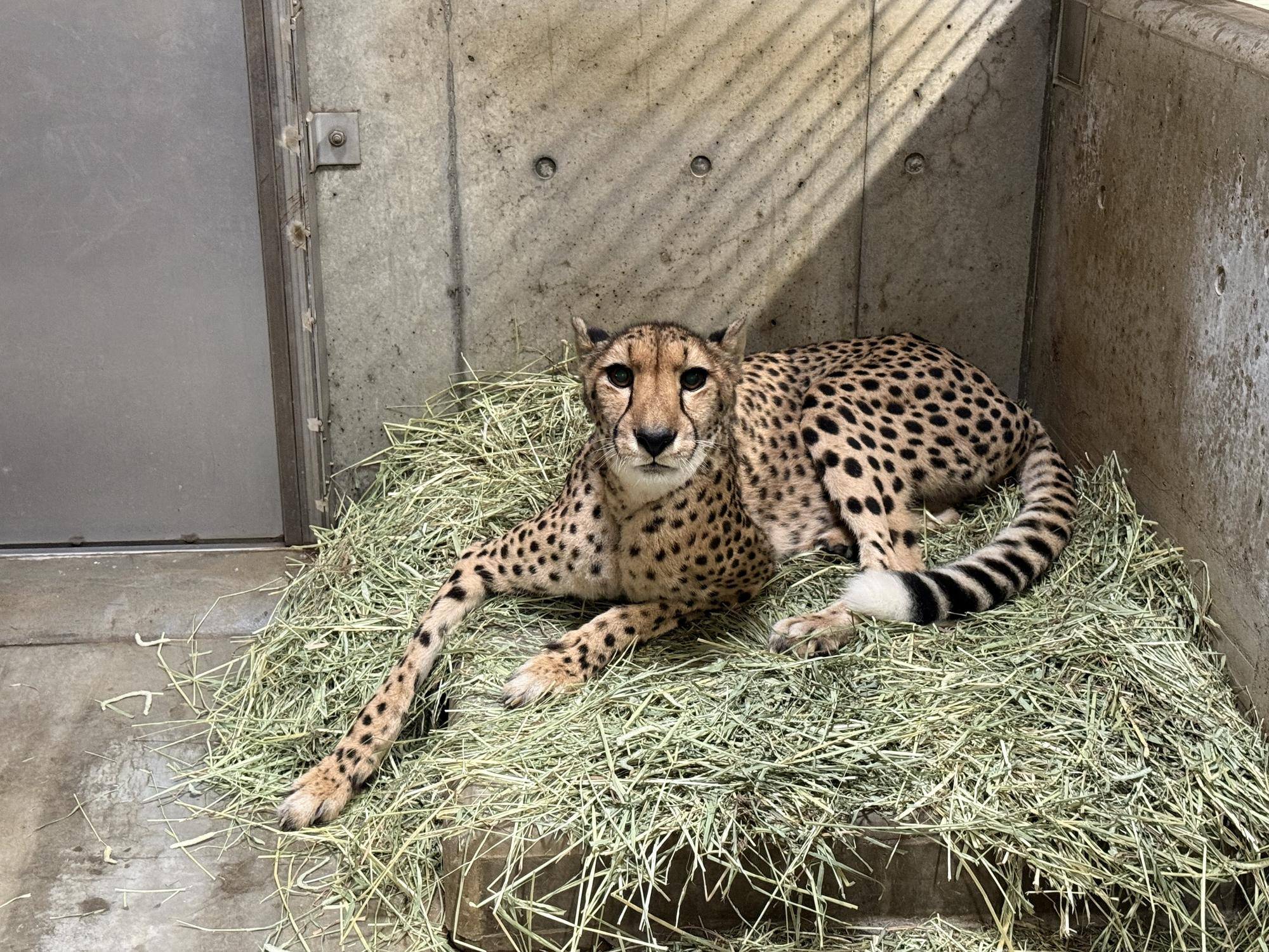 【飼育日誌】20260710:チーターたち (5).jpg