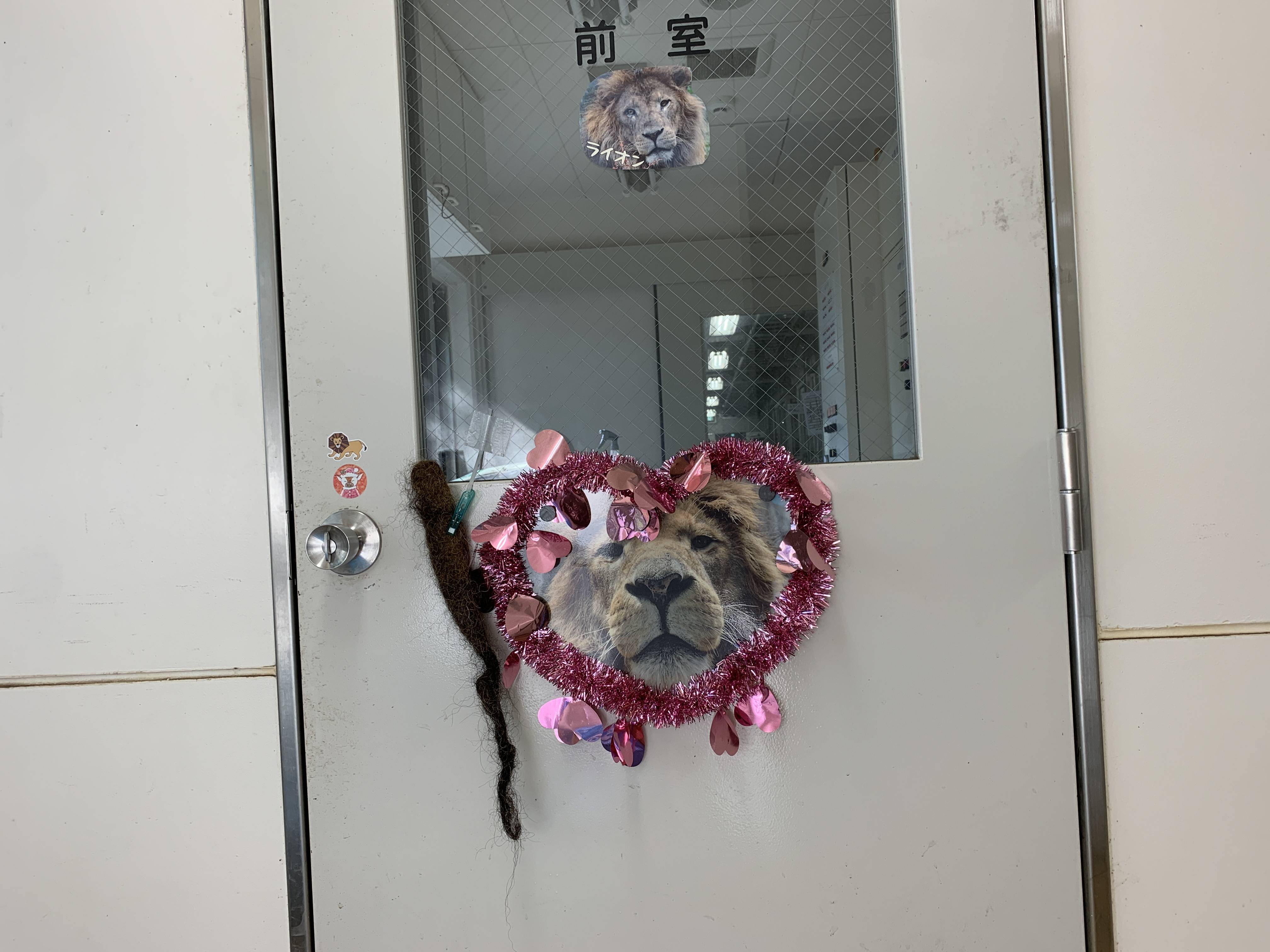 ライオン舎に飾っているシドウの毛.jpg