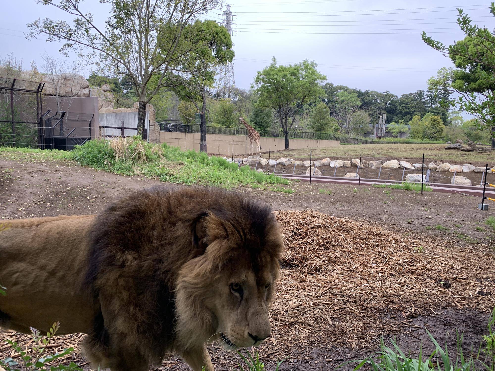 幻の３ショット アフリカのサバンナ ズーラシア よこはま動物園ズーラシア公式サイト 公益財団法人 横浜市緑の協会