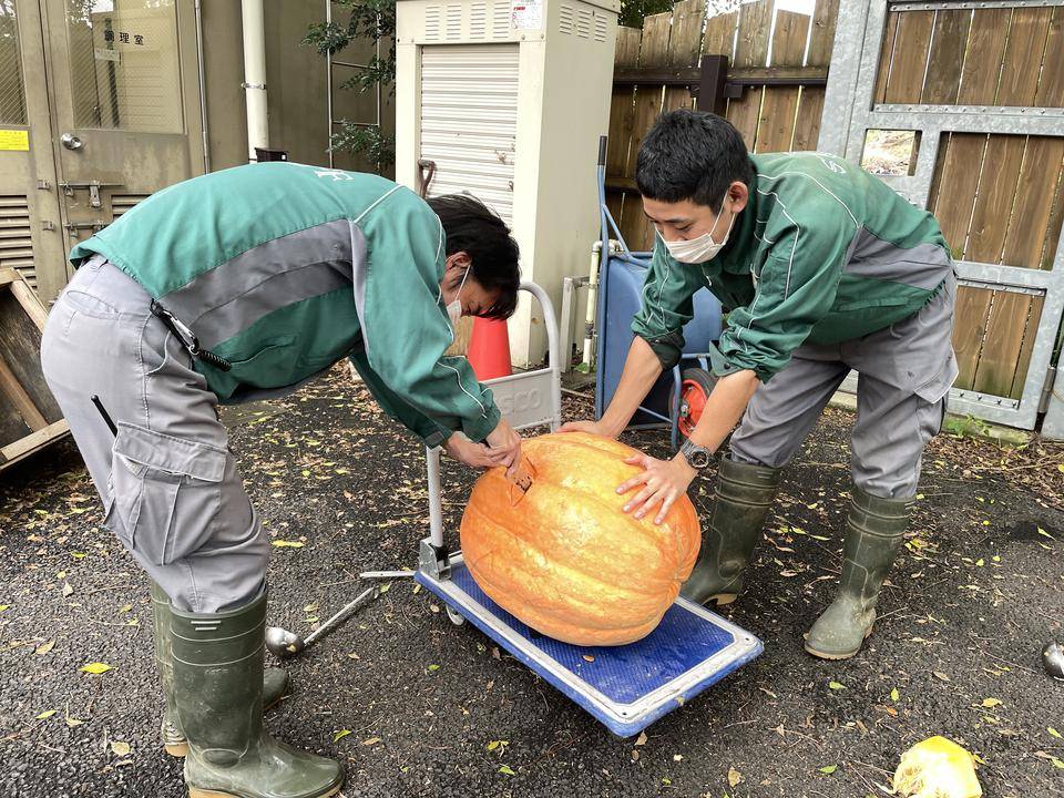 カボチャ作り①.jpg
