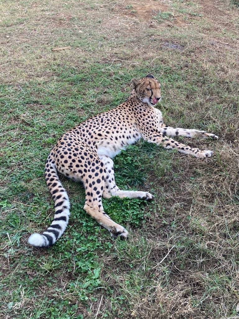 のんびりくつろぐチーターのサハラ（メス）.jpg