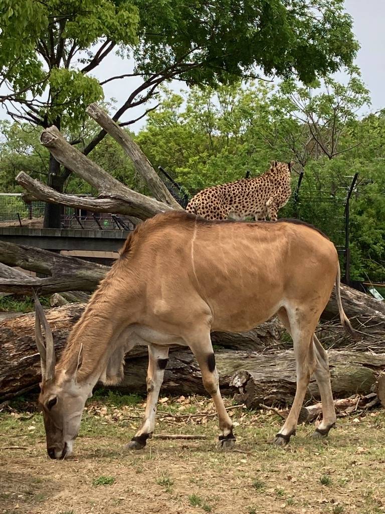 エランドのシューズ(メス)の背中に乗ったチーターのサハラ(メス)!?!?.jpg
