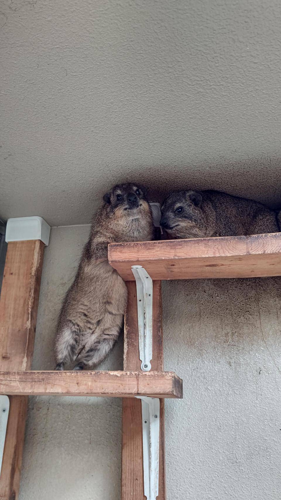 左はケーキ 右はベイク.jpg