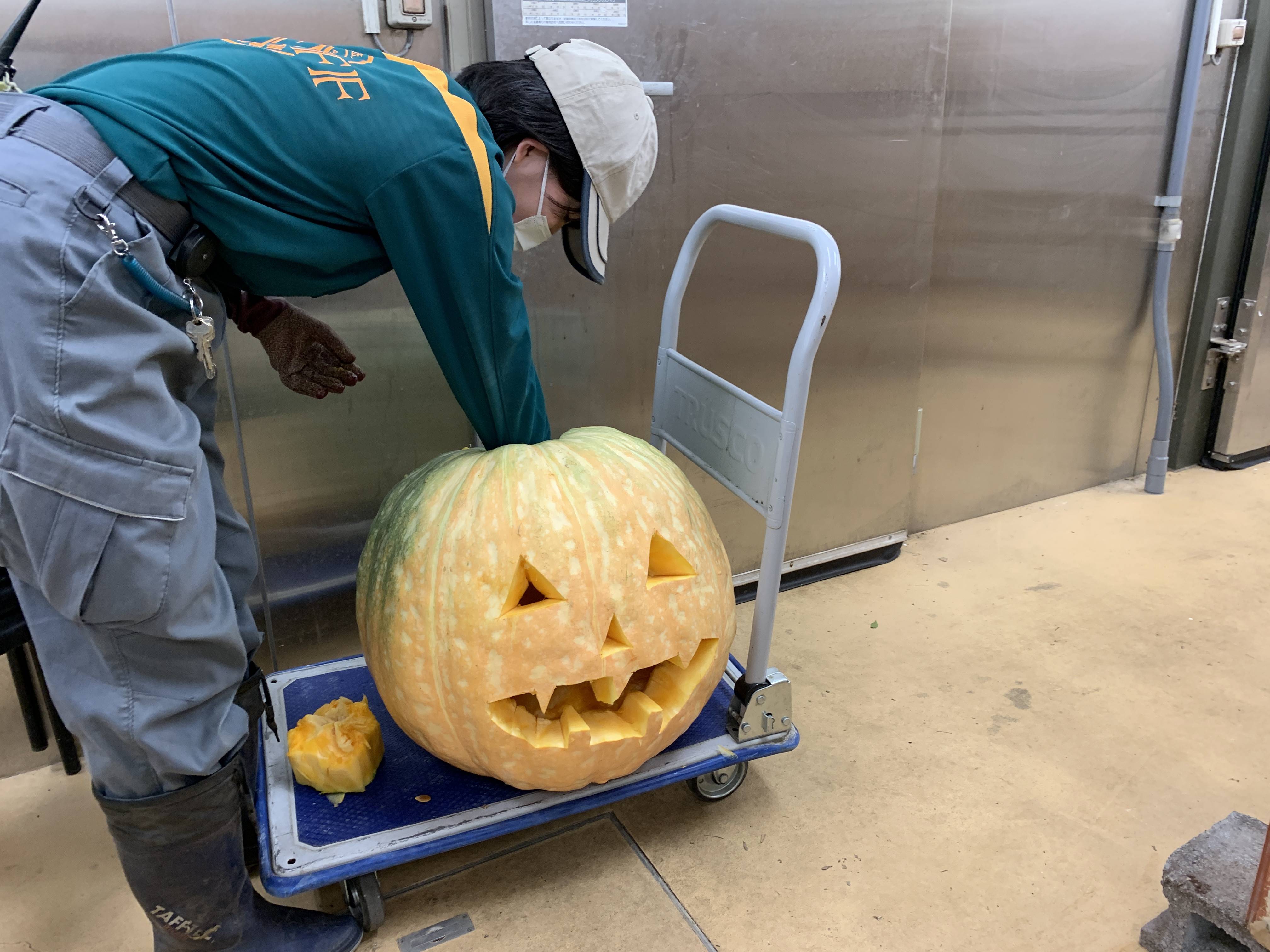 カボチャ作り.jpg