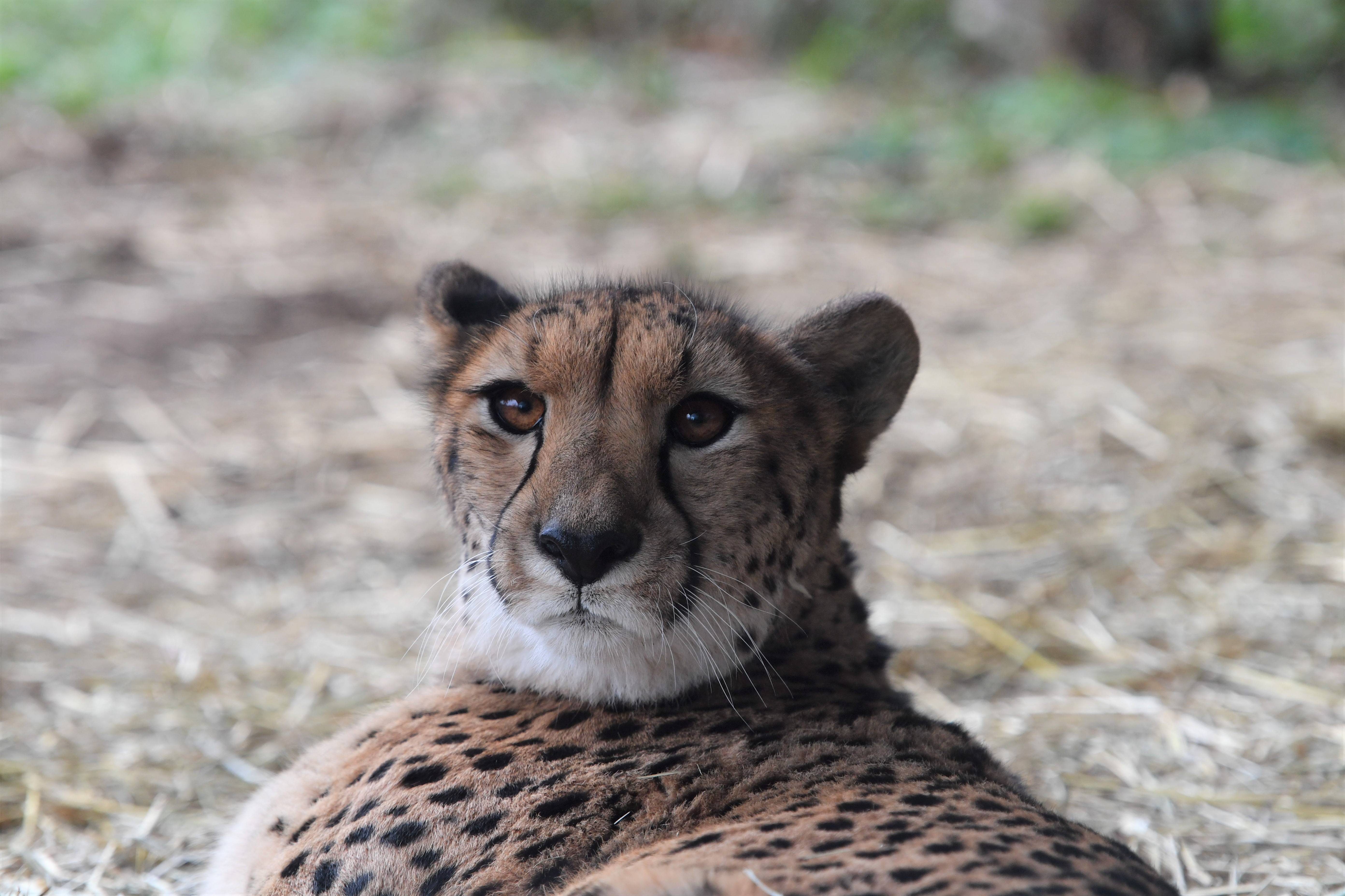 このチーターはだぁれ アフリカのサバンナ ズーラシア よこはま動物園ズーラシア公式サイト 公益財団法人 横浜市緑の協会 このチーターはだぁれ アフリカのサバンナ ズーラシア よこはま動物園ズーラシア公式サイト 公益財団法人 横浜市緑の協会