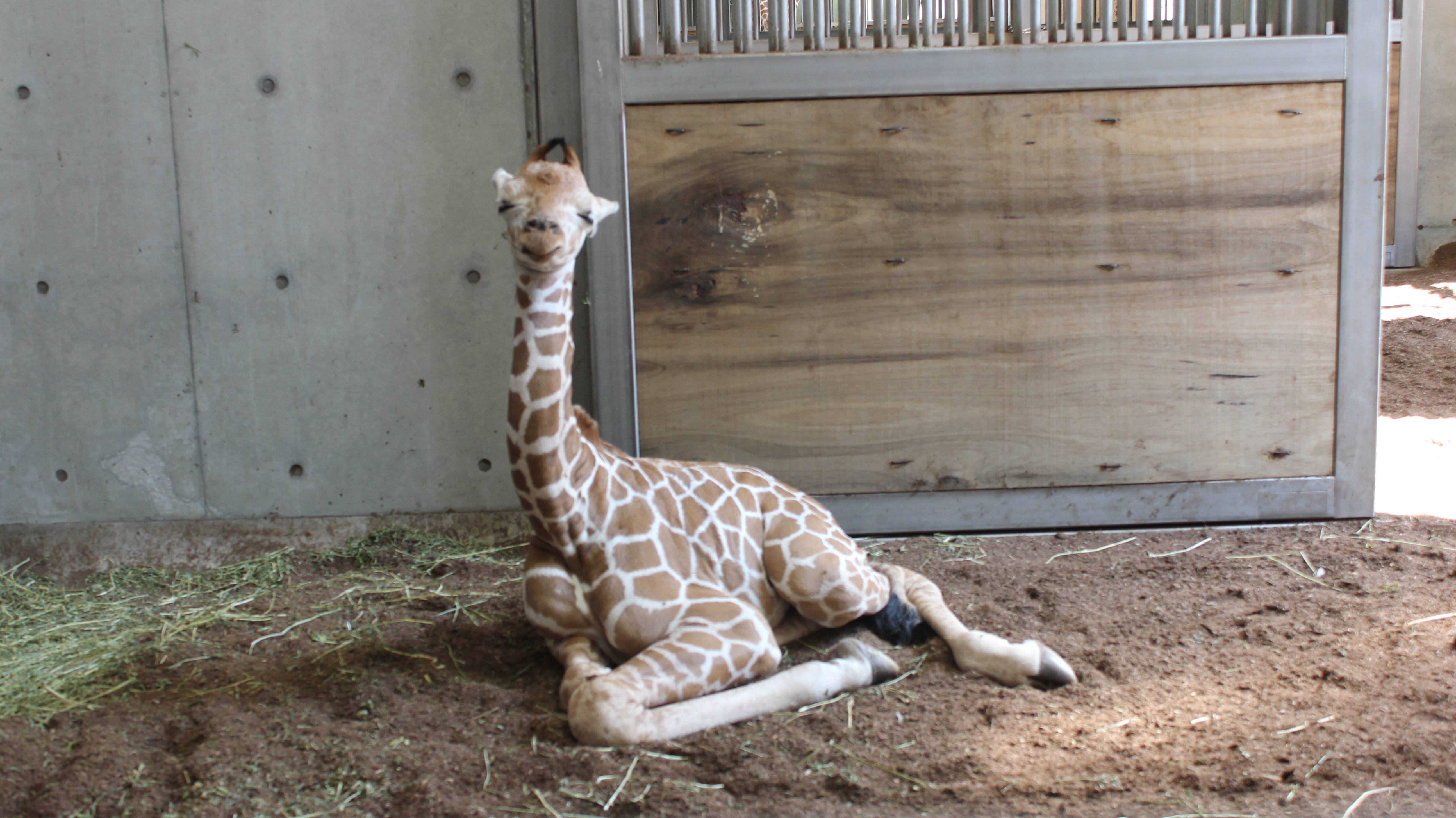 子キリンの寝姿特集 アフリカのサバンナ ズーラシア よこはま動物園ズーラシア公式サイト 公益財団法人 横浜市緑の協会