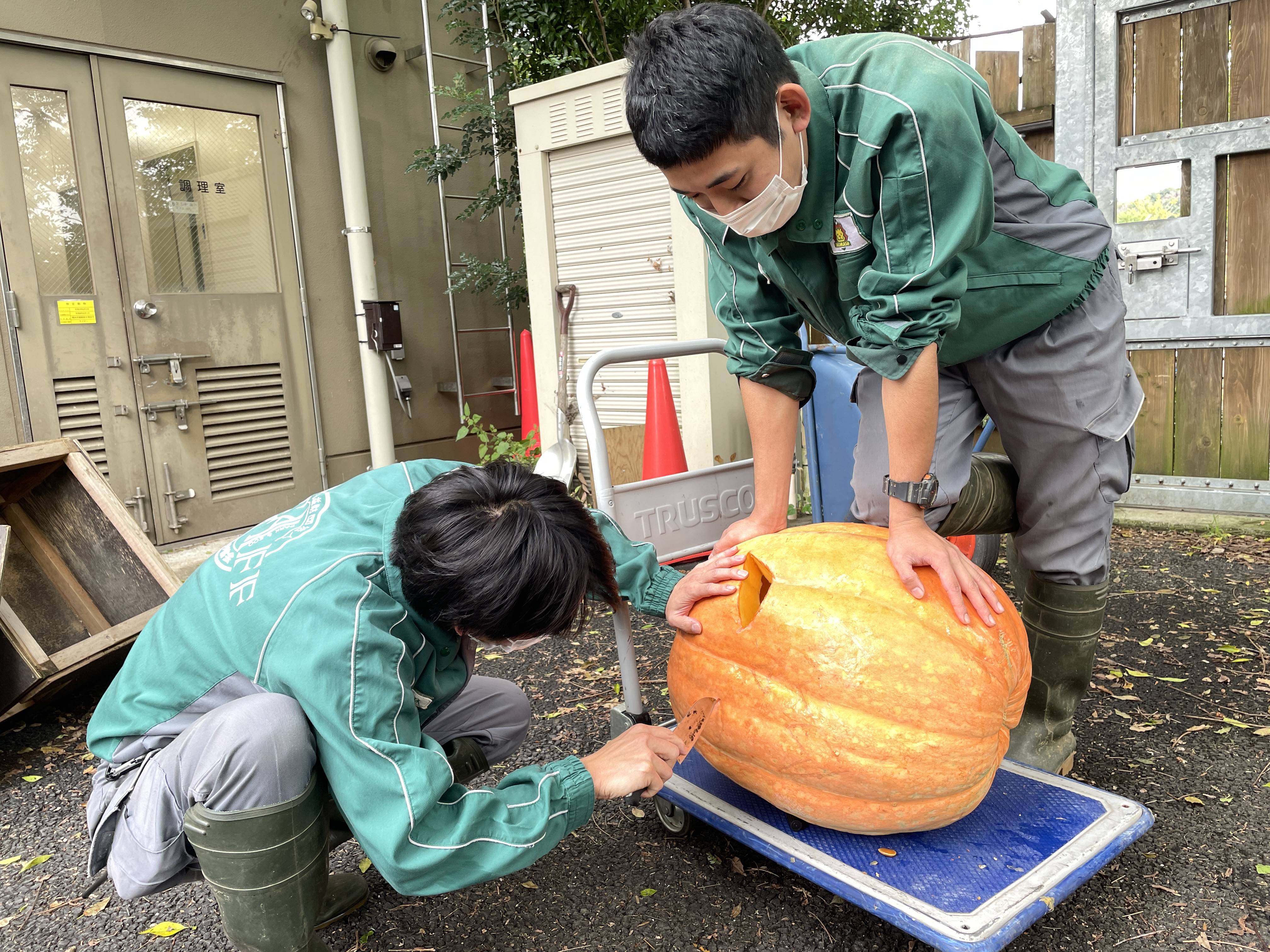 カボチャ作り②.jpg