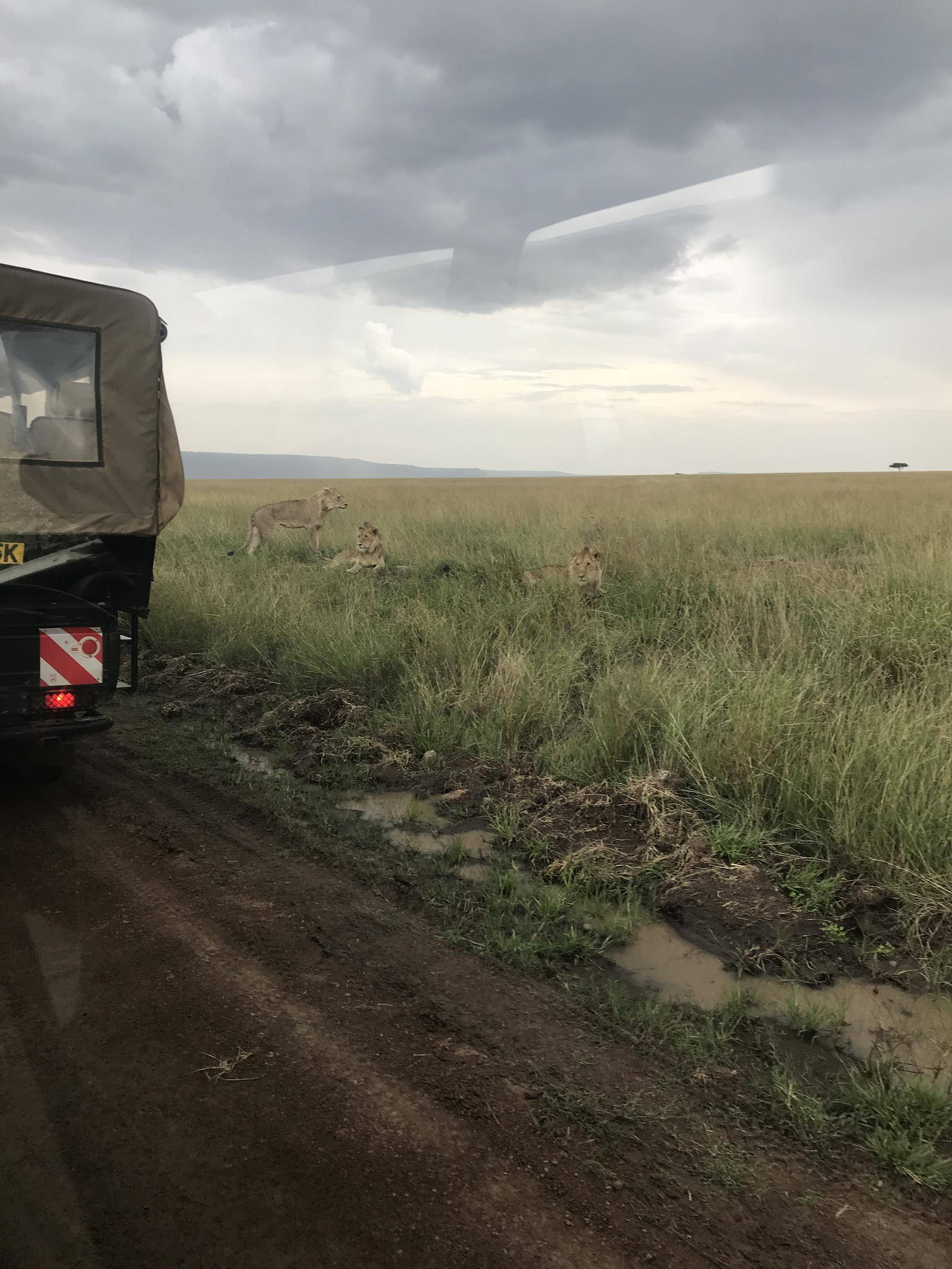 ライオン発見！.jpg