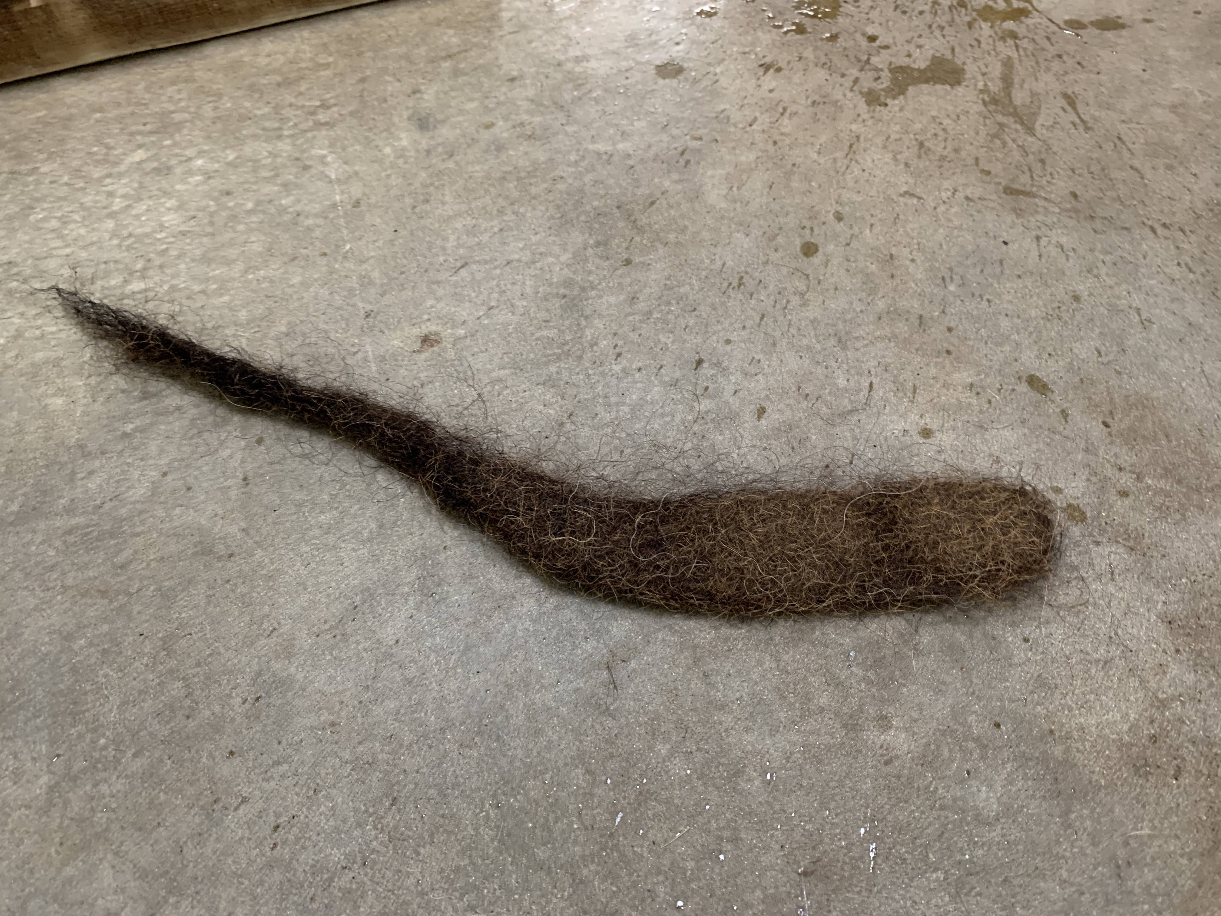 落ちていた毛①.jpg