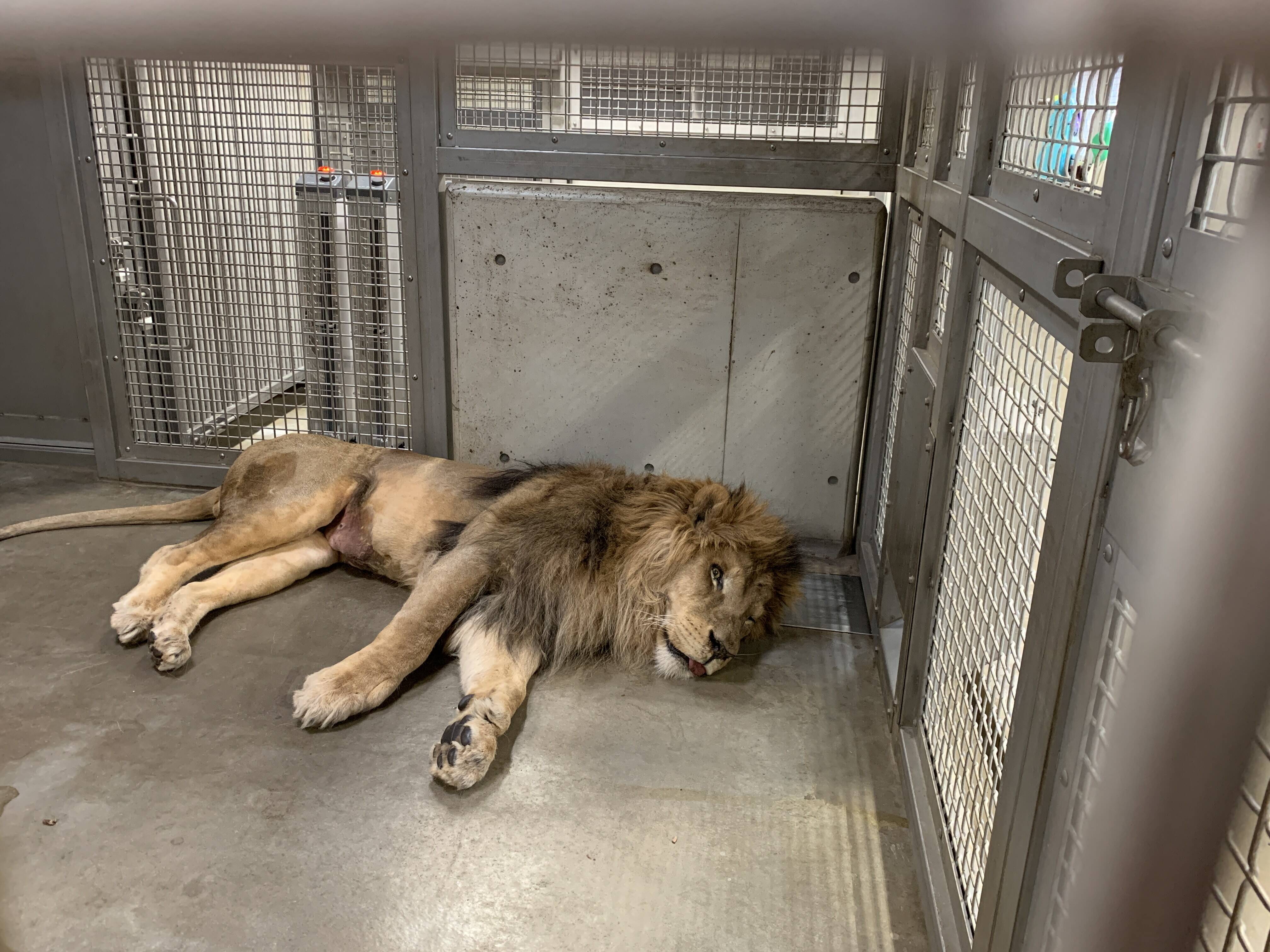 フクの治療 アフリカのサバンナ ズーラシア よこはま動物園ズーラシア公式サイト 公益財団法人 横浜市緑の協会 フクの治療 アフリカのサバンナ ズーラシア よこはま動物園ズーラシア公式サイト 公益財団法人 横浜市緑の協会