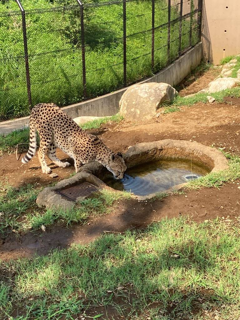 チーターのサハラ、水飲み.jpg