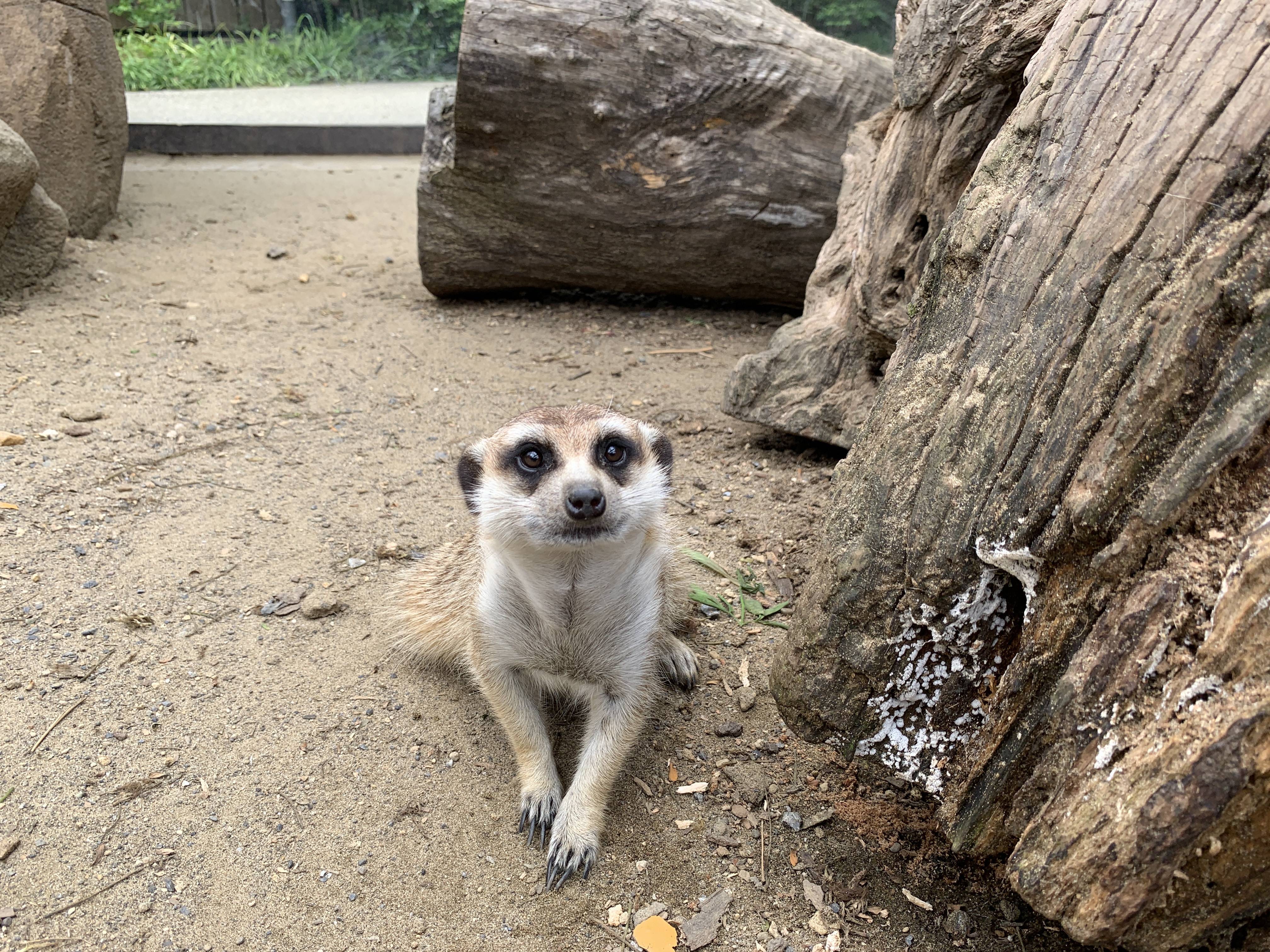 ミーアキャットの 例外 アフリカのサバンナ ズーラシア よこはま動物園ズーラシア公式サイト 公益財団法人 横浜市緑の協会