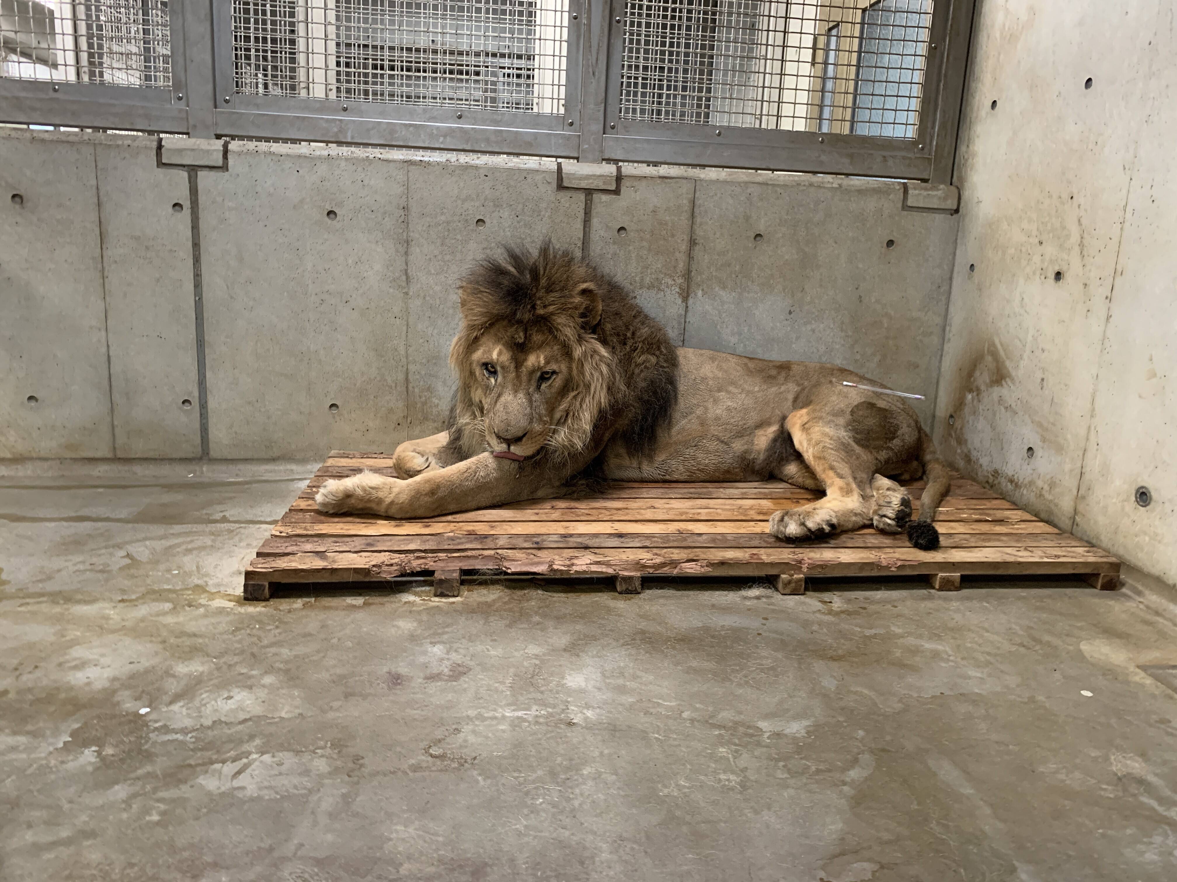 フクの治療 アフリカのサバンナ ズーラシア よこはま動物園ズーラシア公式サイト 公益財団法人 横浜市緑の協会 フクの治療 アフリカのサバンナ ズーラシア よこはま動物園ズーラシア公式サイト 公益財団法人 横浜市緑の協会