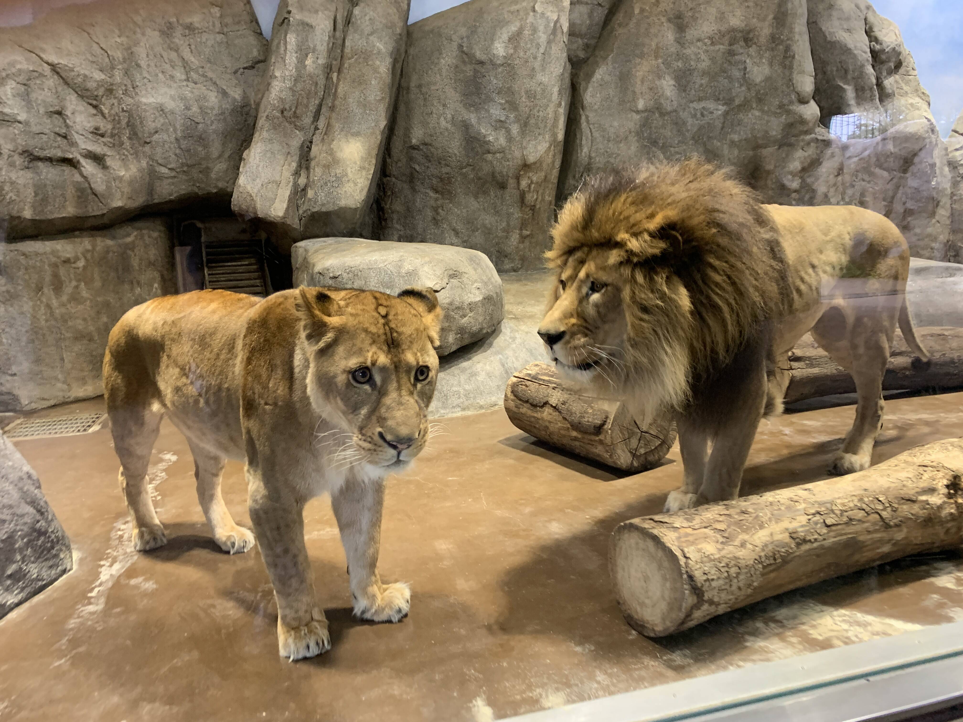 ソラとフラビアの展示場馴致 続編 アフリカのサバンナ ズーラシア よこはま動物園ズーラシア公式サイト 公益財団法人 横浜市緑の協会