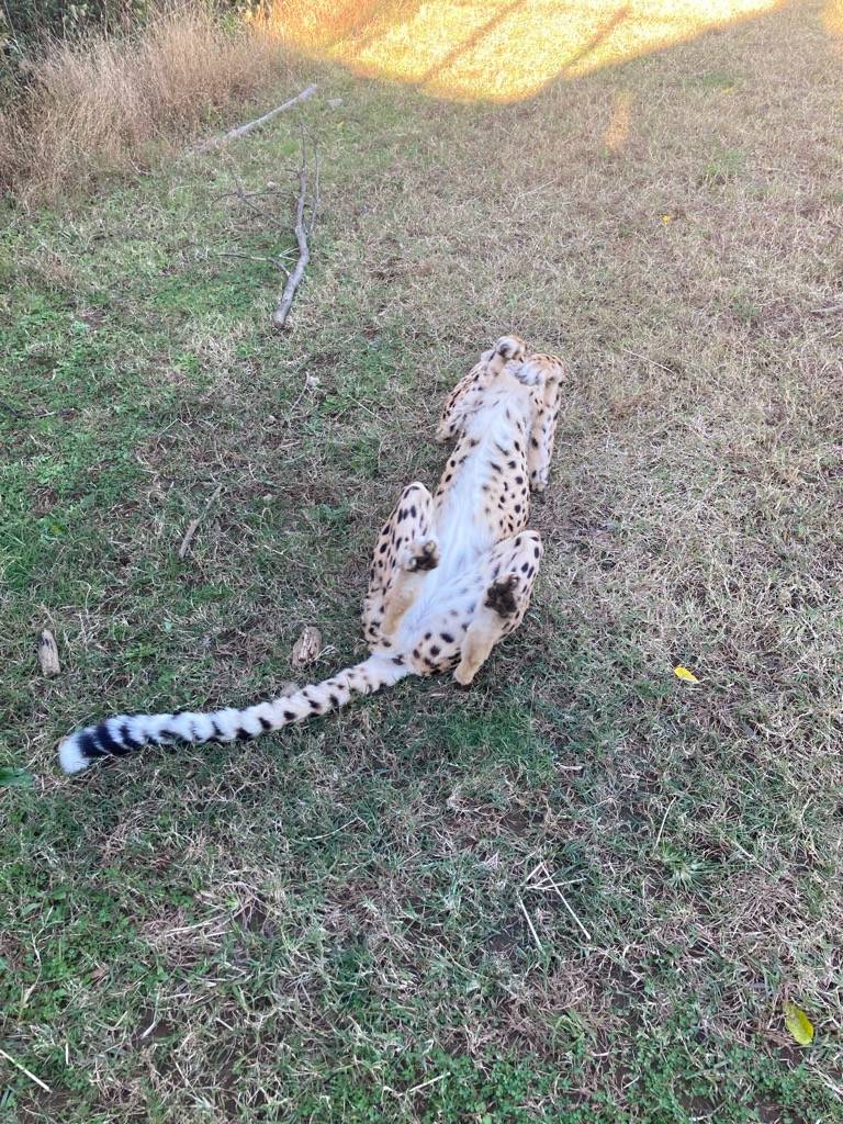 チーターのサハラ（メス）のお腹はこんな感じ.jpg
