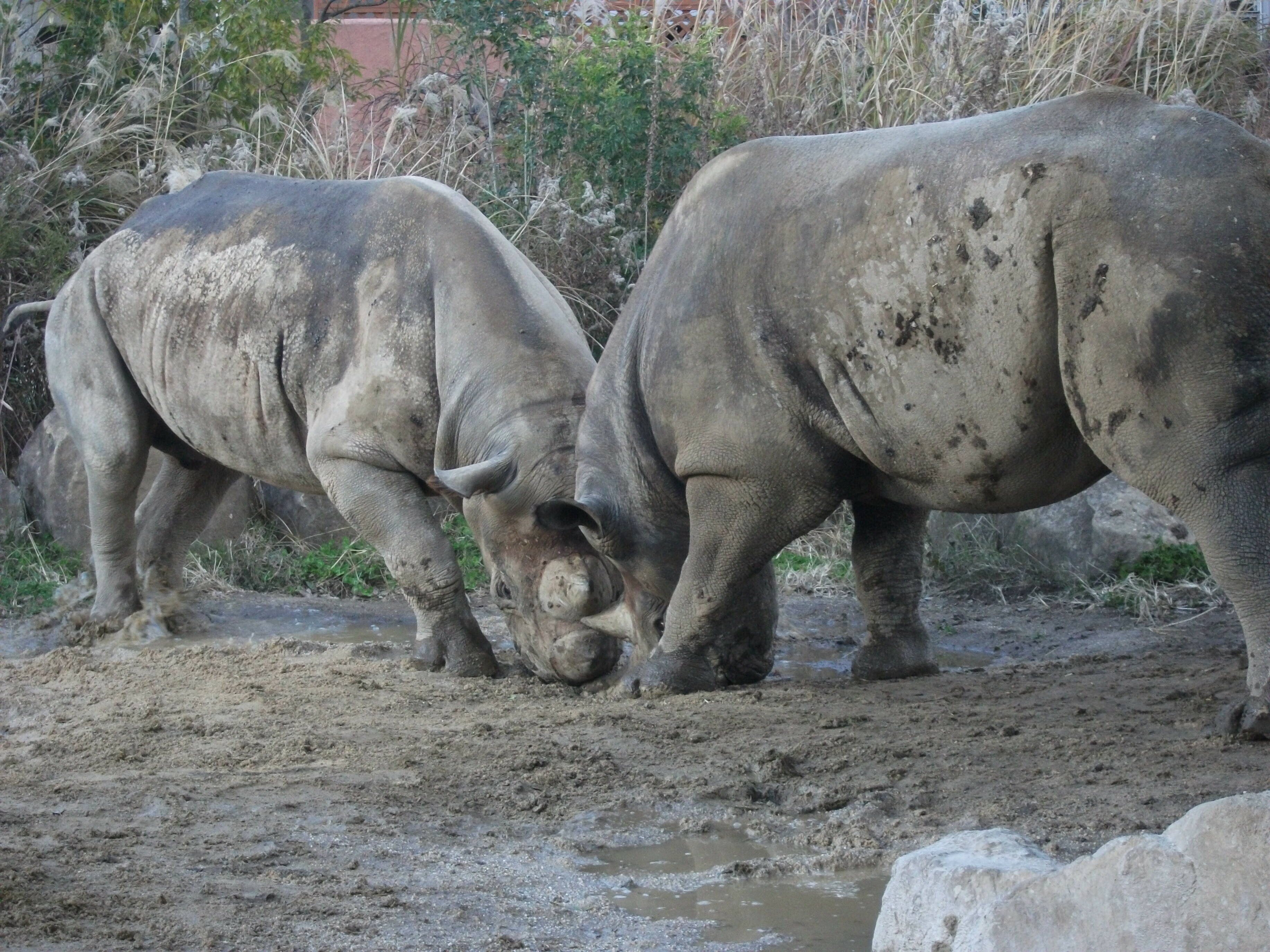 アキリ大躍進中 アフリカのサバンナ ズーラシア よこはま動物園ズーラシア公式サイト 公益財団法人 横浜市緑の協会 アキリ大躍進中 アフリカのサバンナ ズーラシア よこはま動物園ズーラシア公式サイト 公益財団法人 横浜市緑の協会