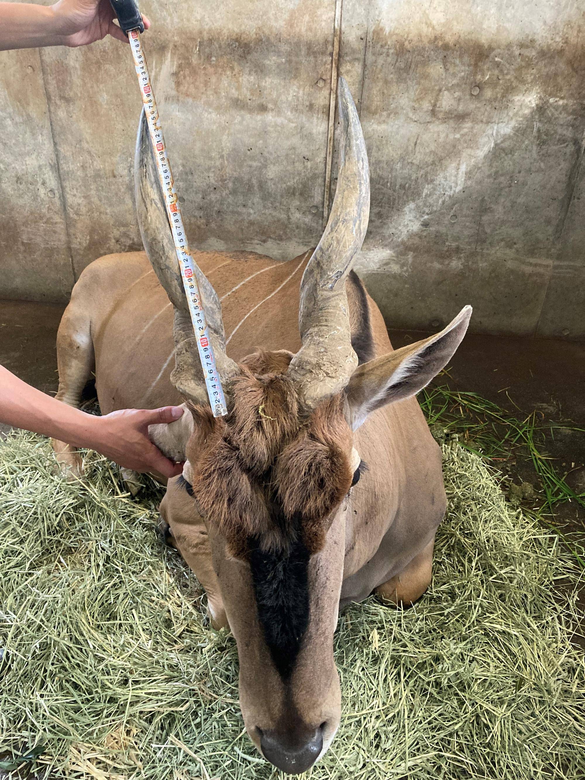 エランドのイズモ(オス)の角の長さを測っていました.jpg