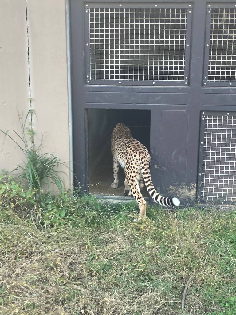部屋に帰るチーターのサハラ(メス).jpg