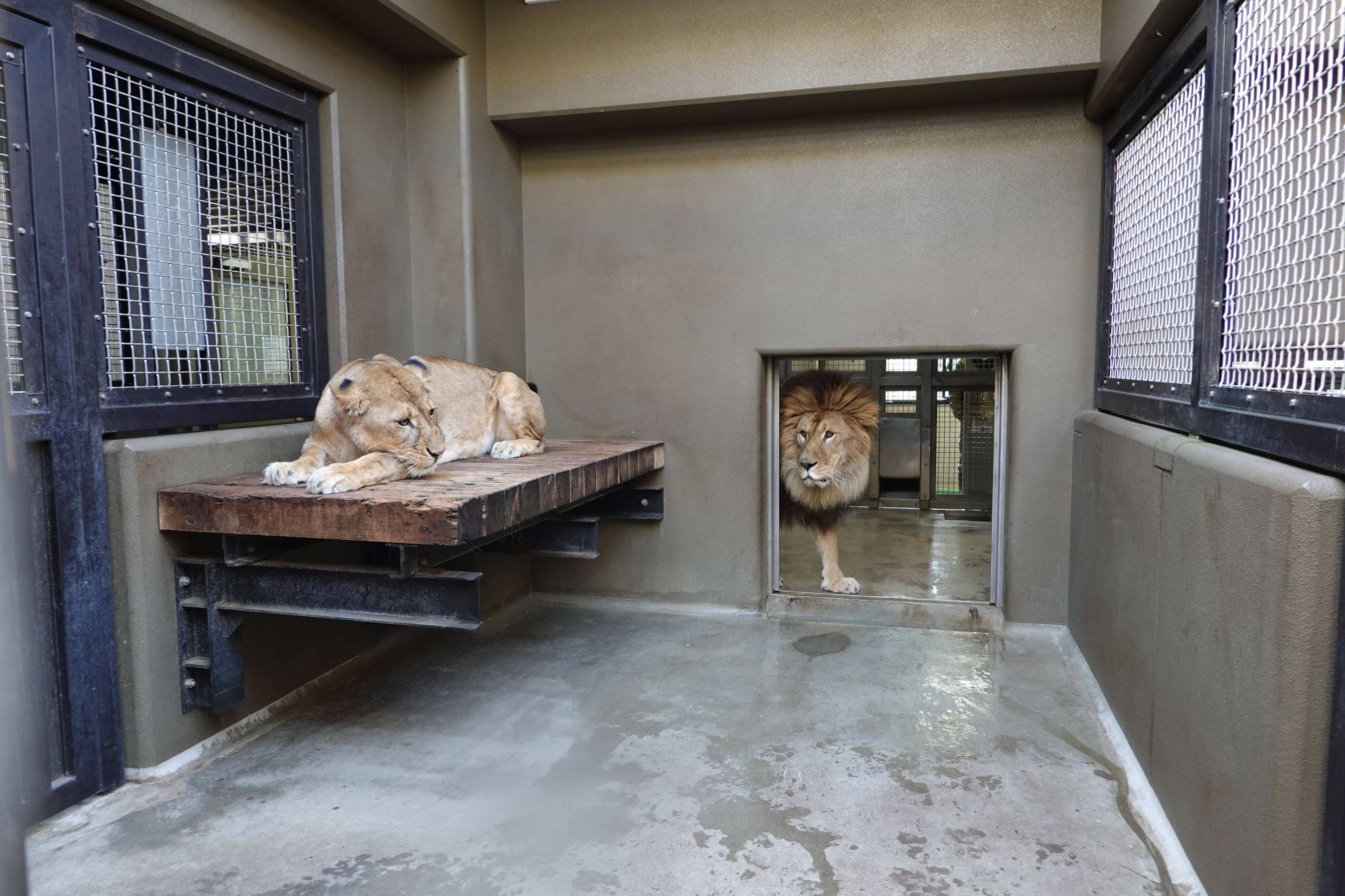 ソラとフラビアの出会い アフリカのサバンナ ズーラシア よこはま動物園ズーラシア公式サイト 公益財団法人 横浜市緑の協会