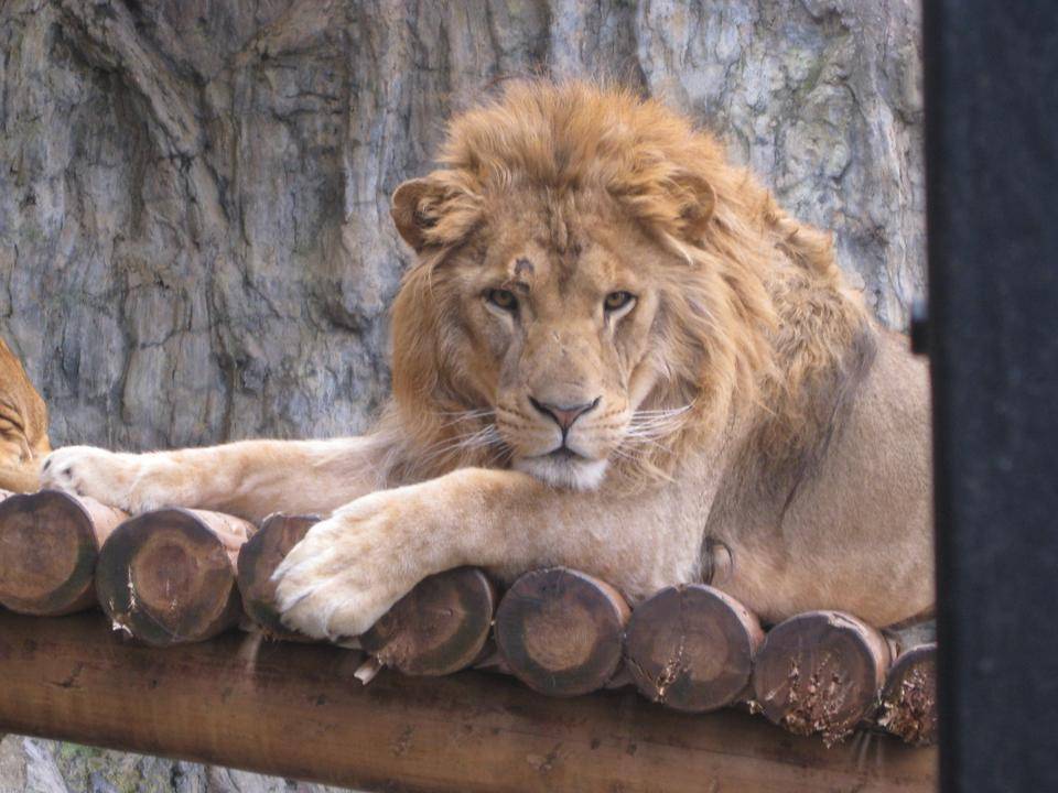 休日限定 相鉄ポケットカード よこはま動物園ズーラシア その他